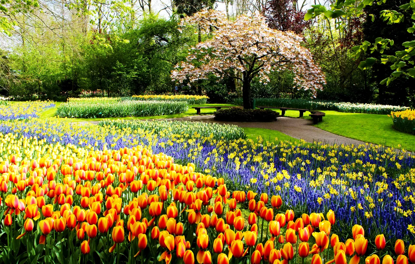 Фото обои деревья, парк, весна, тюльпаны, tulips, нарциссы, spring