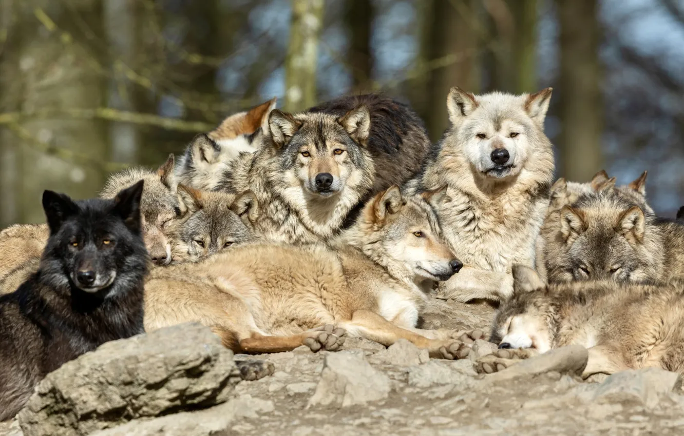 Фото обои nature, face, animal, wolf, wildlife, head, fur, mammal