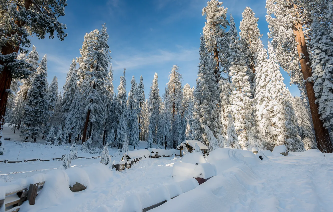 Фото обои зима, снег, деревья, пейзаж, зимний, елки, forest, landscape