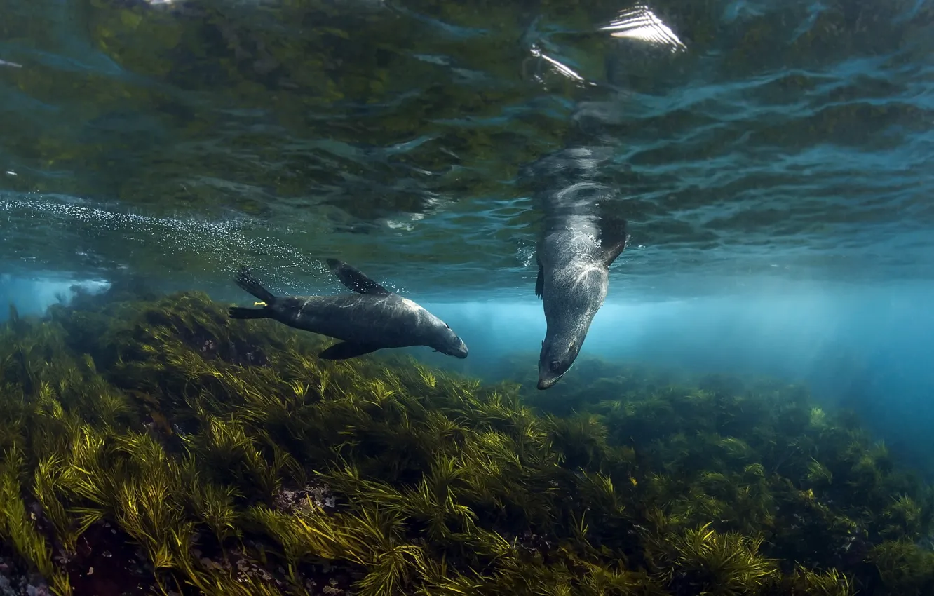Фото обои море, природа, Australian Fur Seals, Montague Island