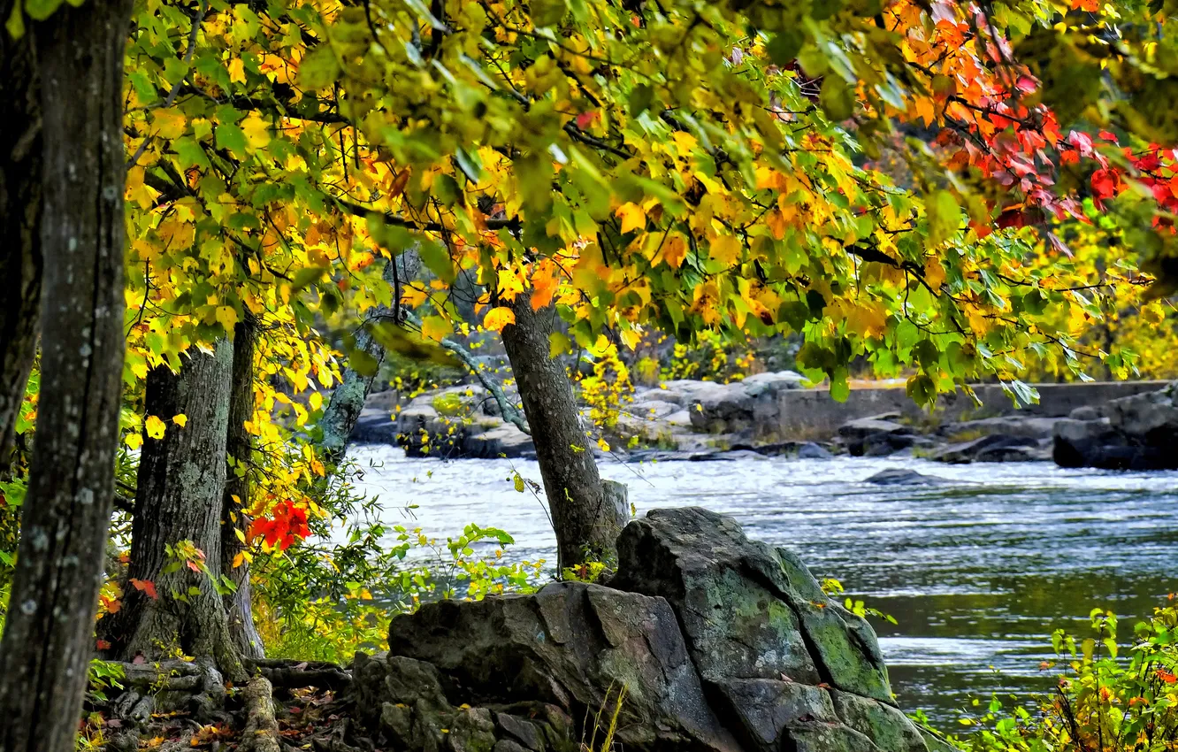 Фото обои осень, листья, река, камни, дерево, поток