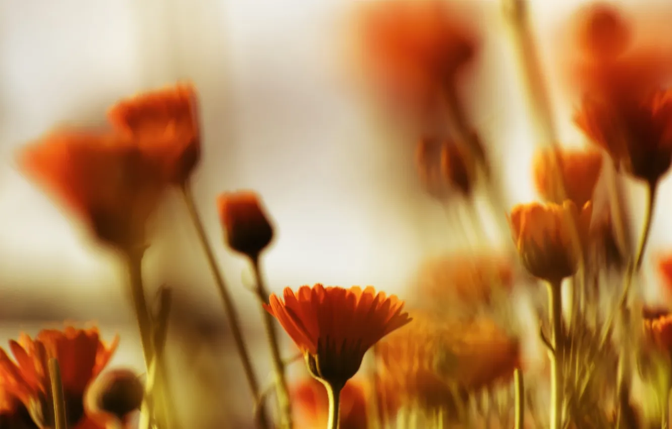 Фото обои макро, цветы, размытость, оранжевые, календула