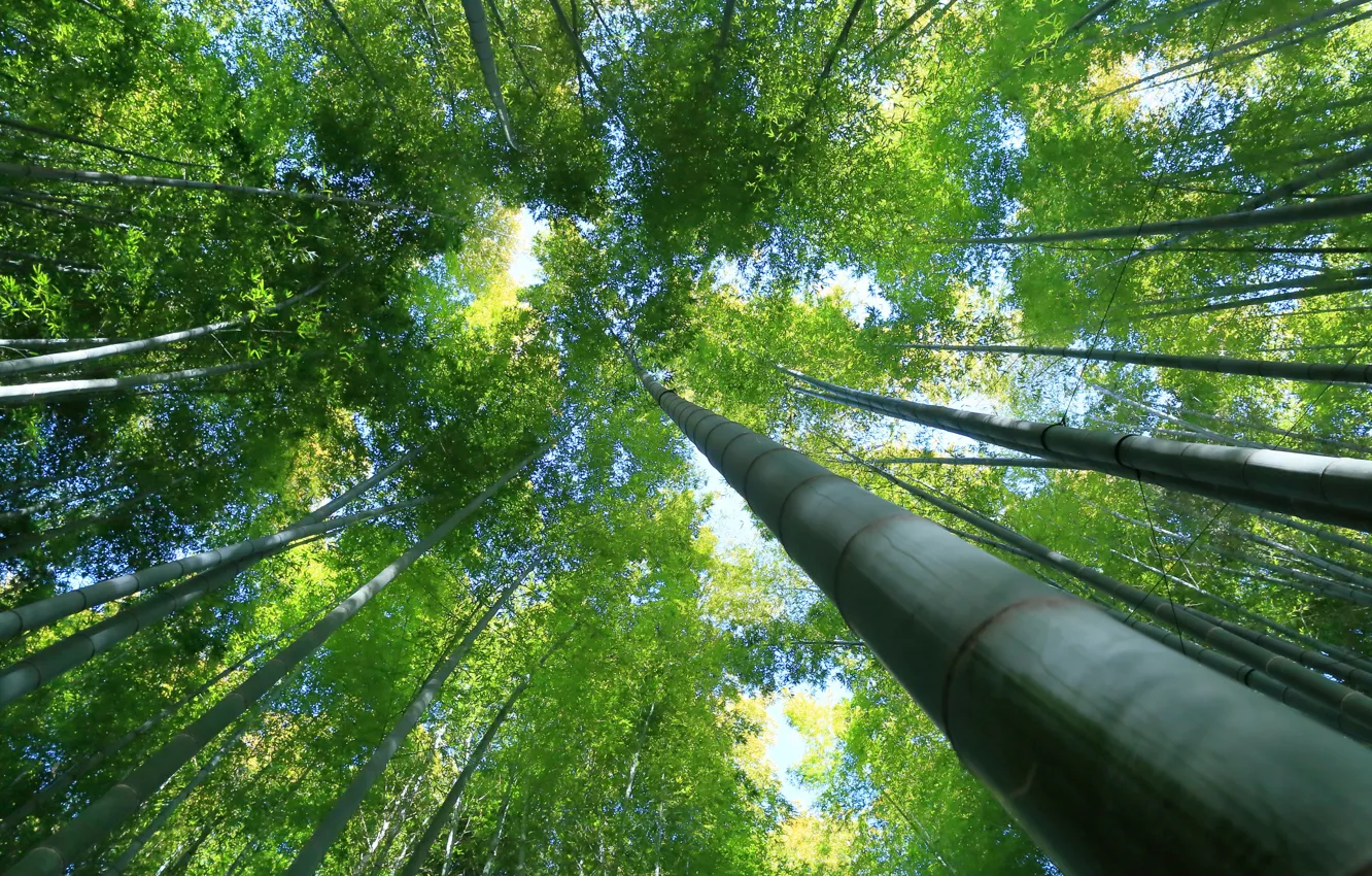 Фото обои деревья, зеленый, бамбук