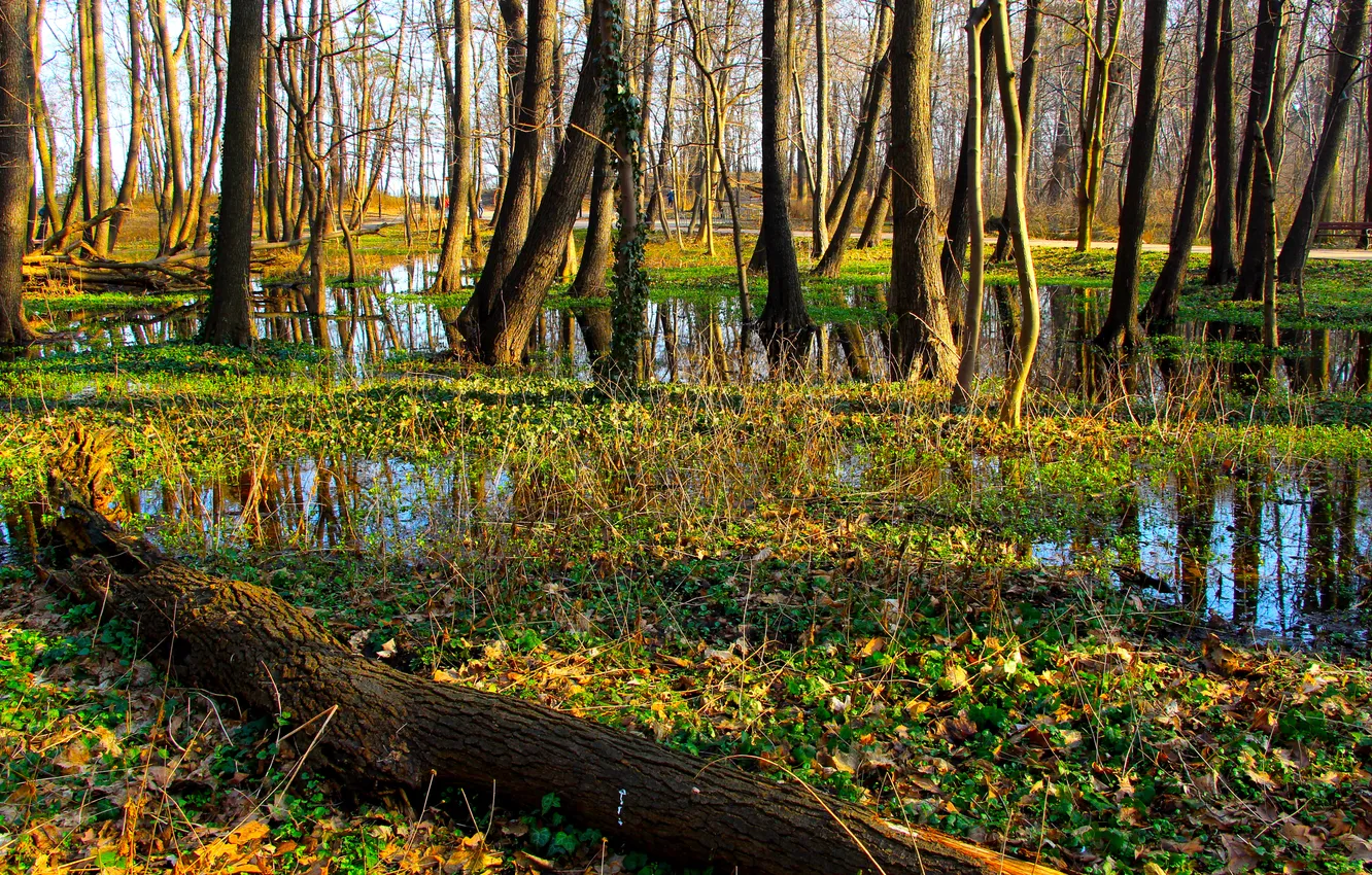 Фото обои forest, water, tree