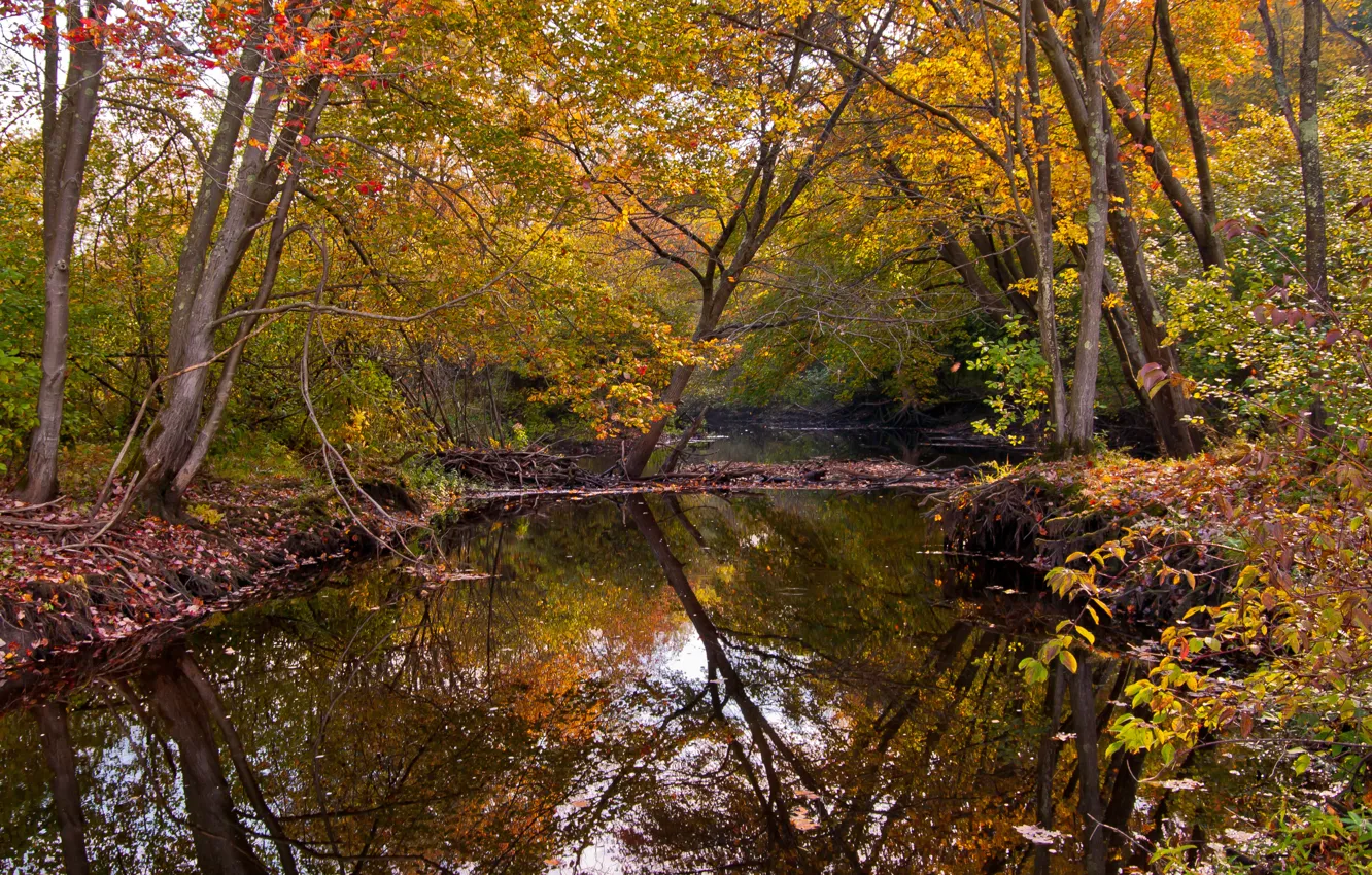 Фото обои осень, лес, река, деревья.
