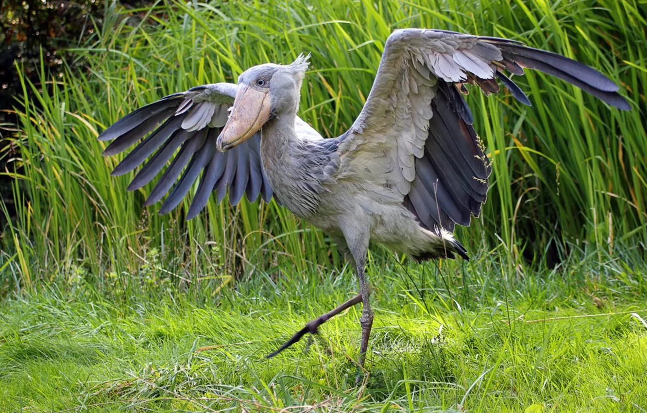 Фото обои bird, Stork, whalebill, Balaenicipitidae, Shoebill