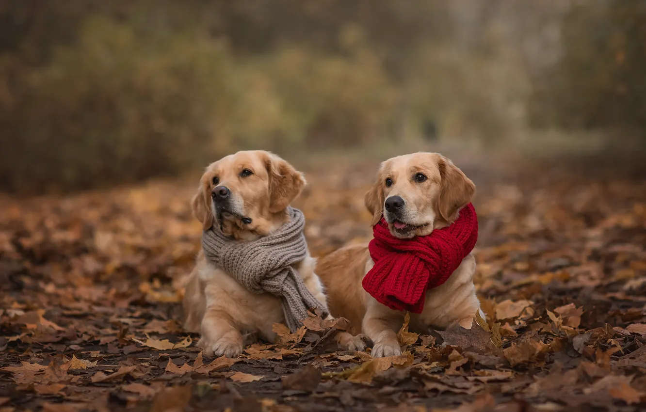 Фото обои осень, животные, собаки, взгляд, листья, природа, пара, шарфы