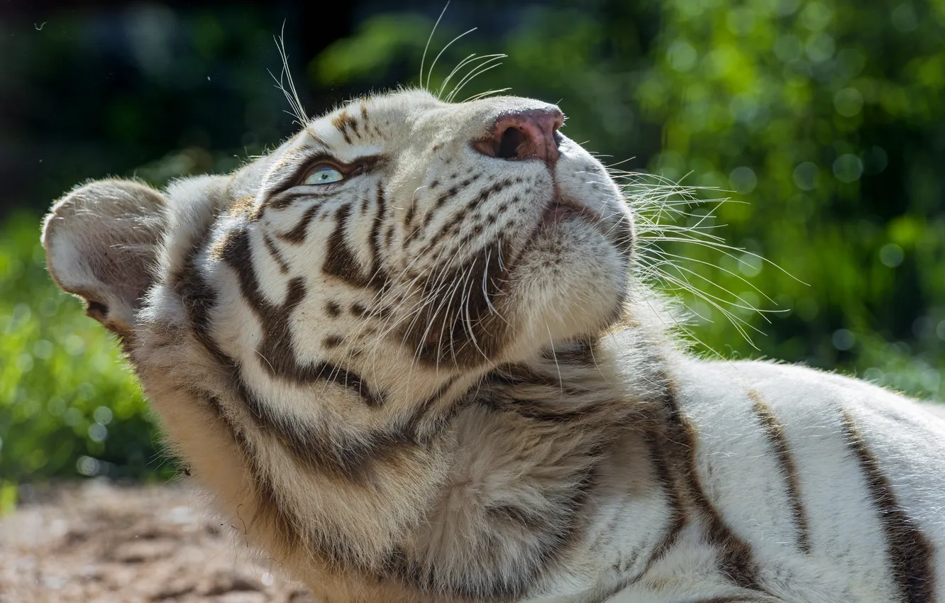 Фото обои кошка, взгляд, морда, белый тигр, ©Tambako The Jaguar