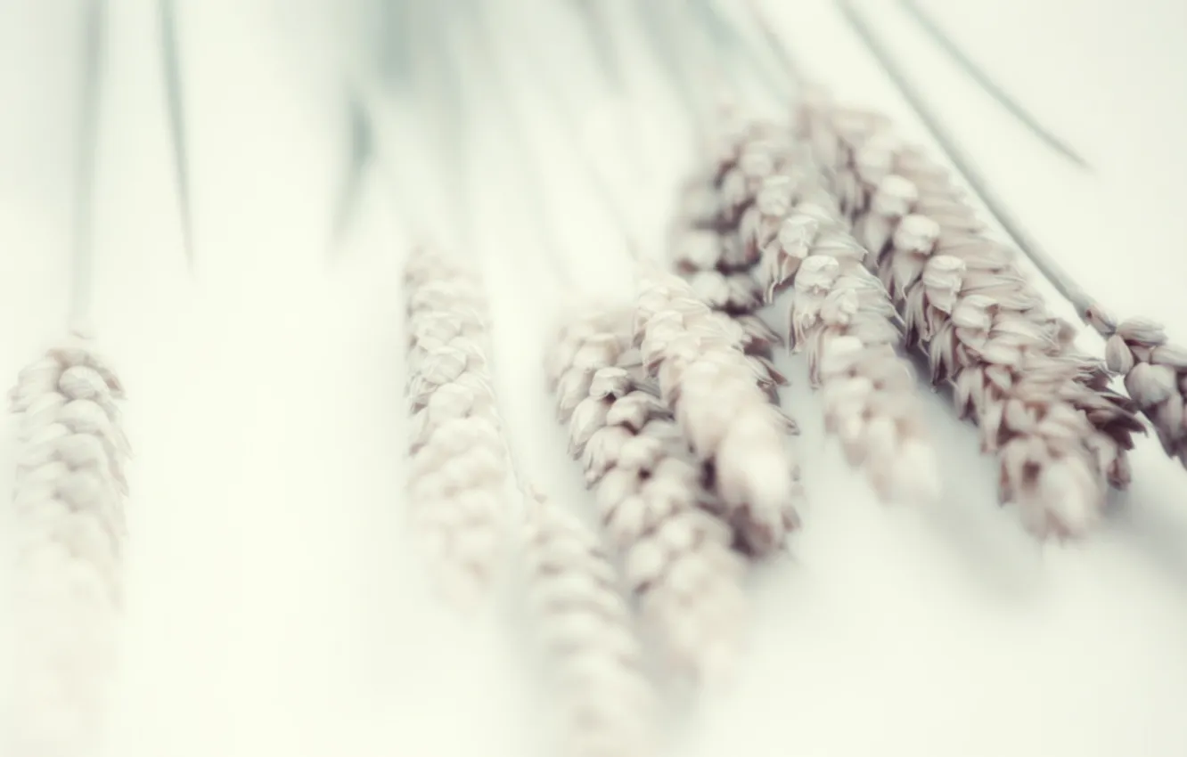 Фото обои пшеница, белый, нежность