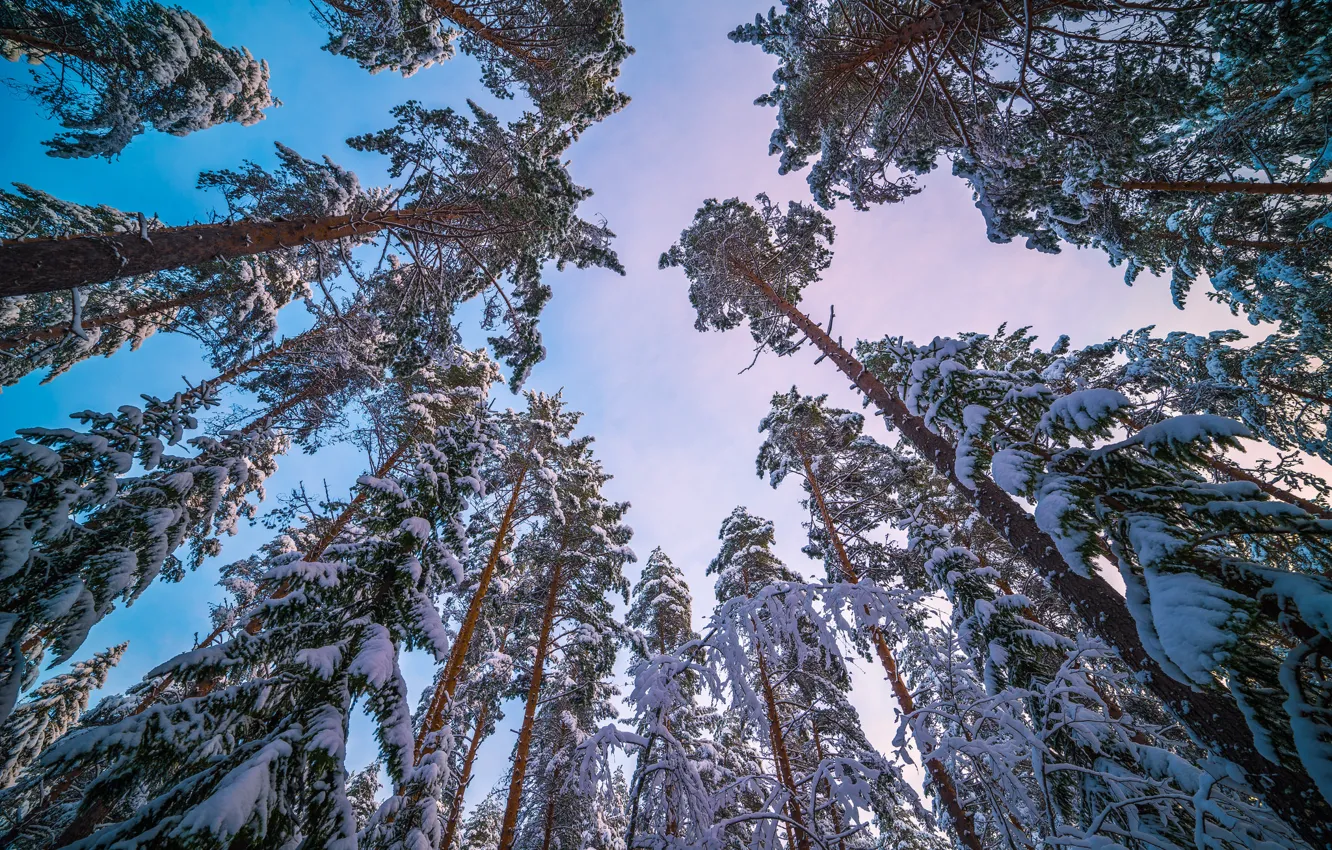 Фото обои зима, небо, снег, деревья, ствол, сосна