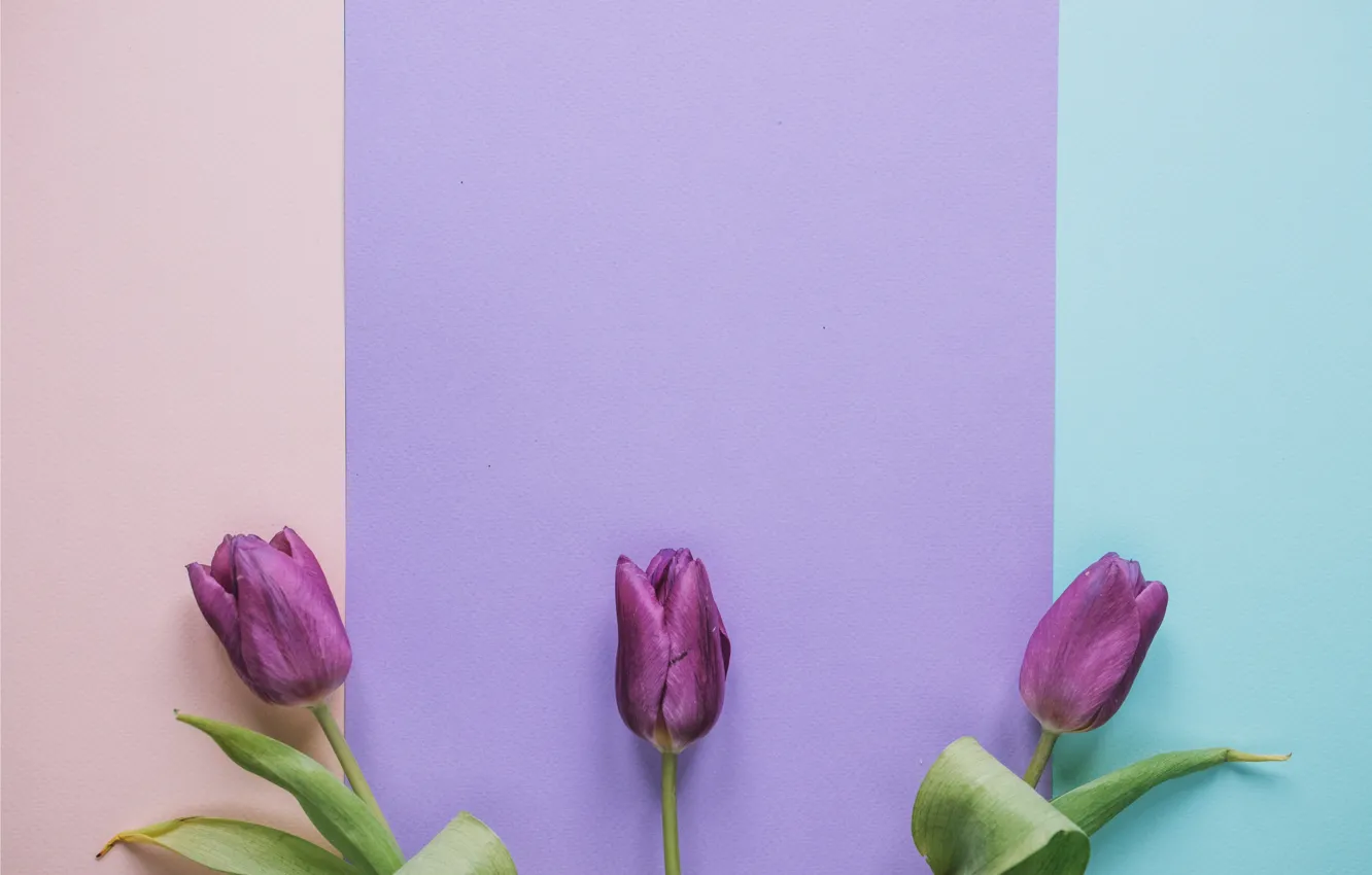 Фото обои цветы, тюльпаны, fresh, flowers, romantic, tulips, spring, purple