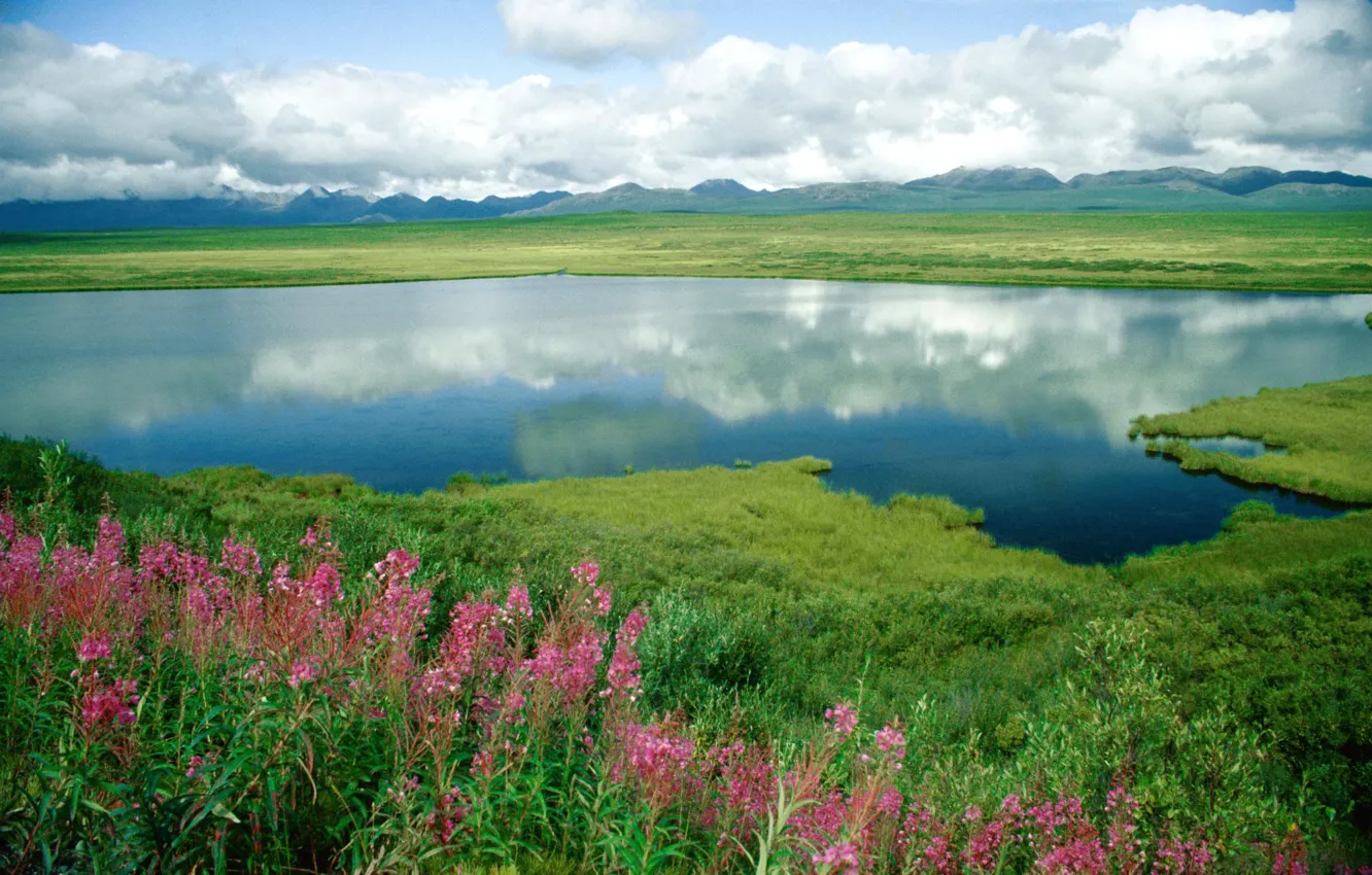 Фото обои небо, трава, облака, цветы, горы, озеро, пруд, степь
