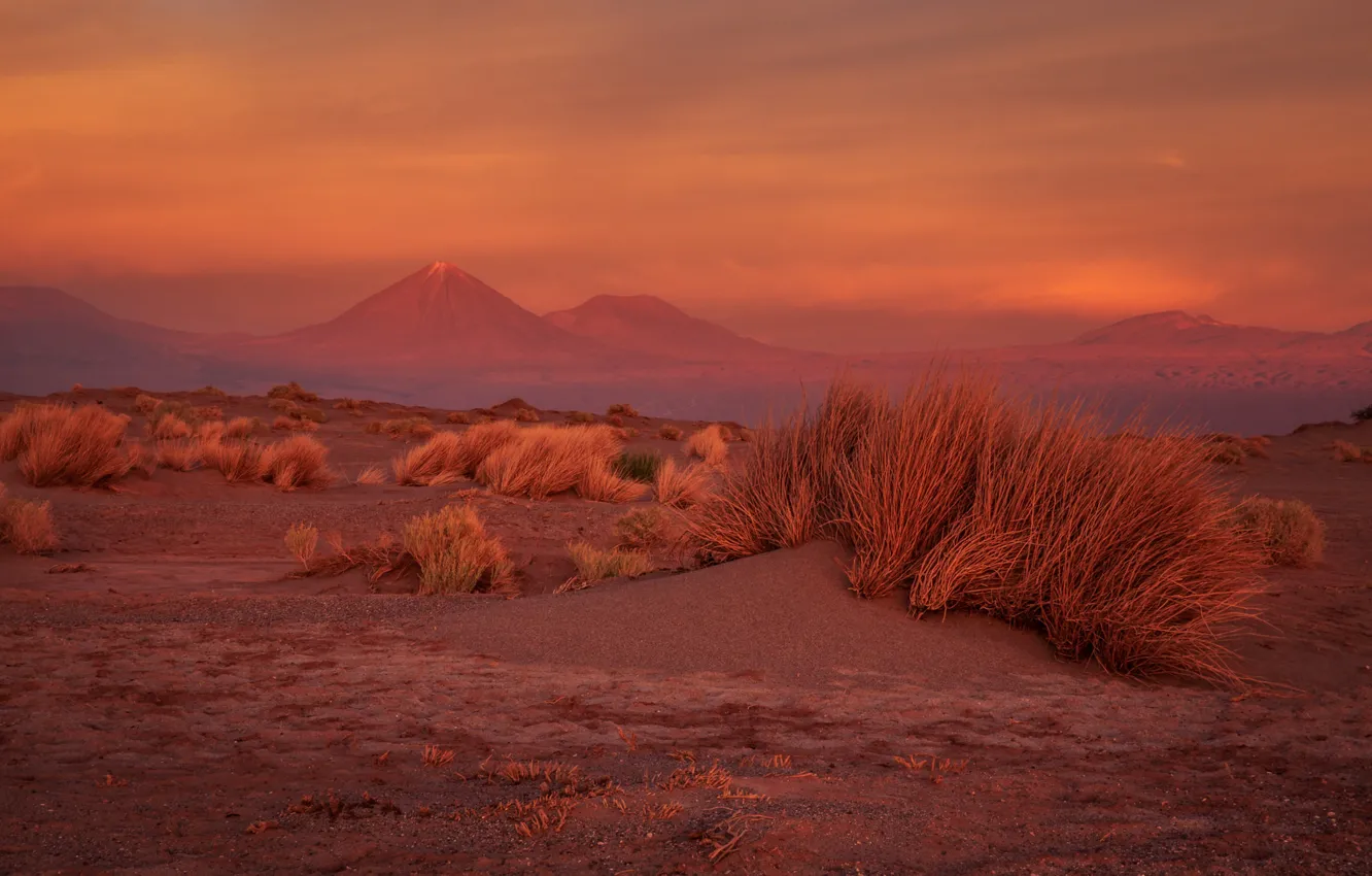 Фото обои песок, трава, горы, пустыня, Марс, кусты