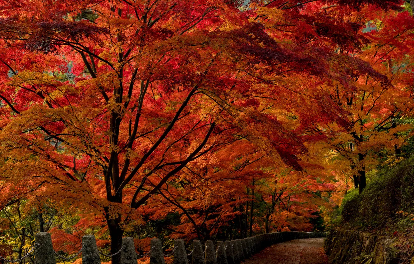 Фото обои осень, деревья, парк, Япония, аллея, Nara Park