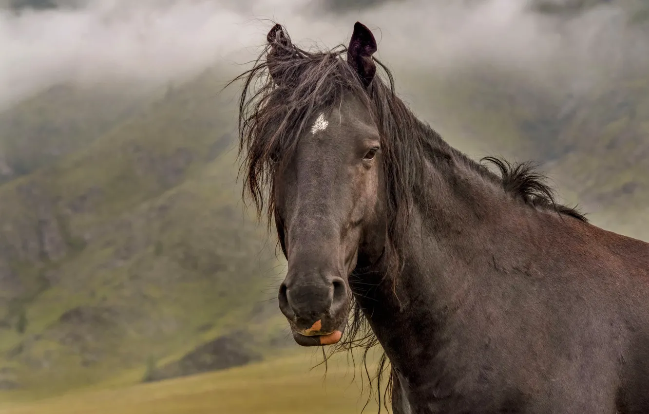Фото обои взгляд, морда, горы, природа, туман, конь, лошадь, портрет