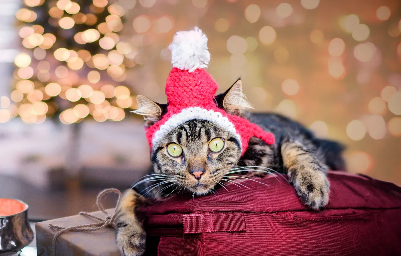 Фото обои кошка, кот, взгляд, серый, фон, праздник, коробка, шапка
