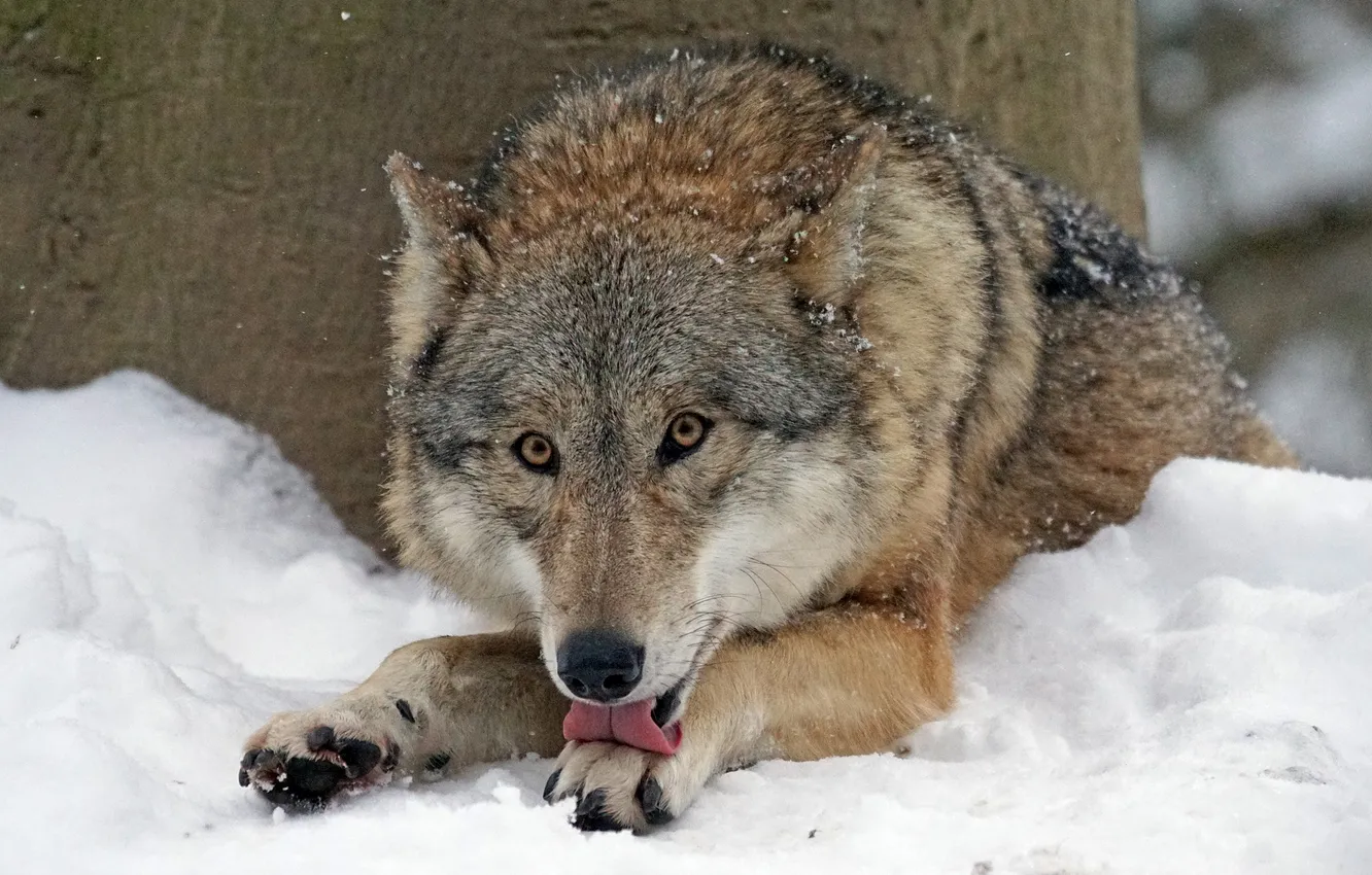 Фото обои nature, snow, predator, face, animal, wolf, wildlife, portrait
