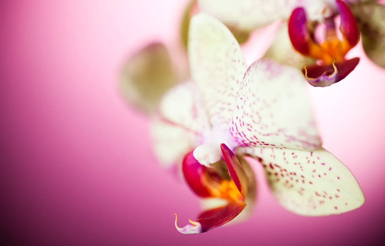 Фото обои макро, цветы, лепестки, орхидея