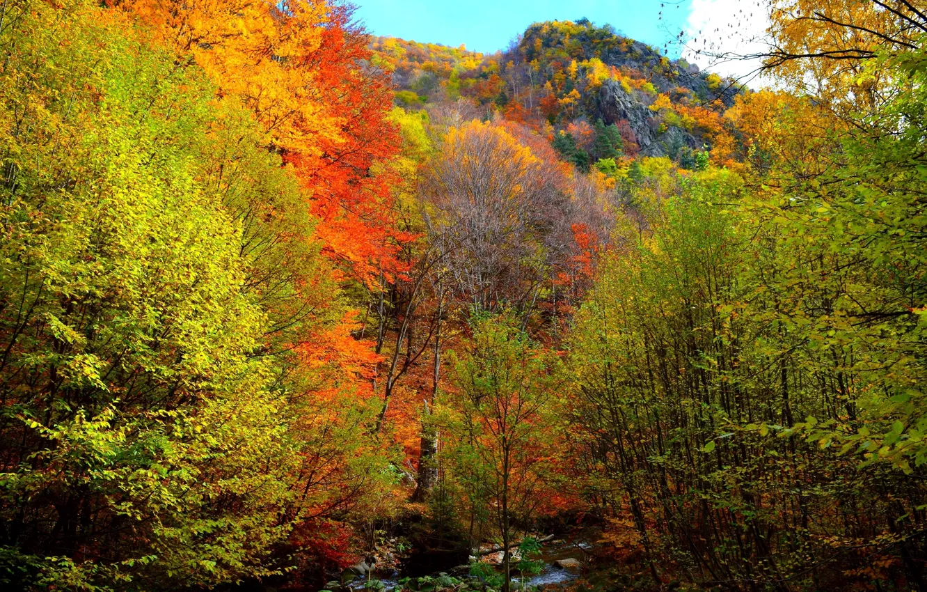 Фото обои осень, лес, деревья, горы, Природа, colors, forest, trees