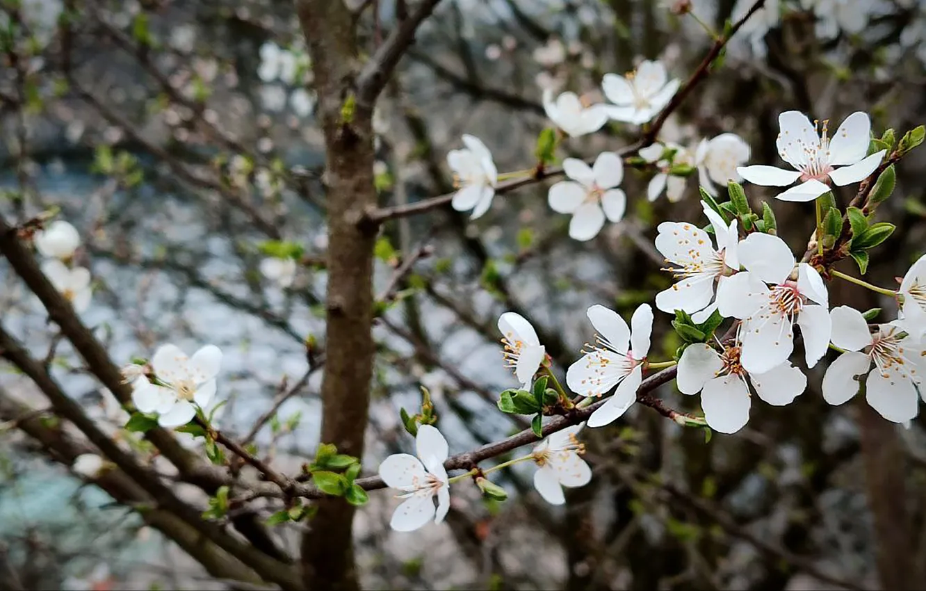 Фото обои природа, вишня, фон, весна, nature, background, cherry, spring