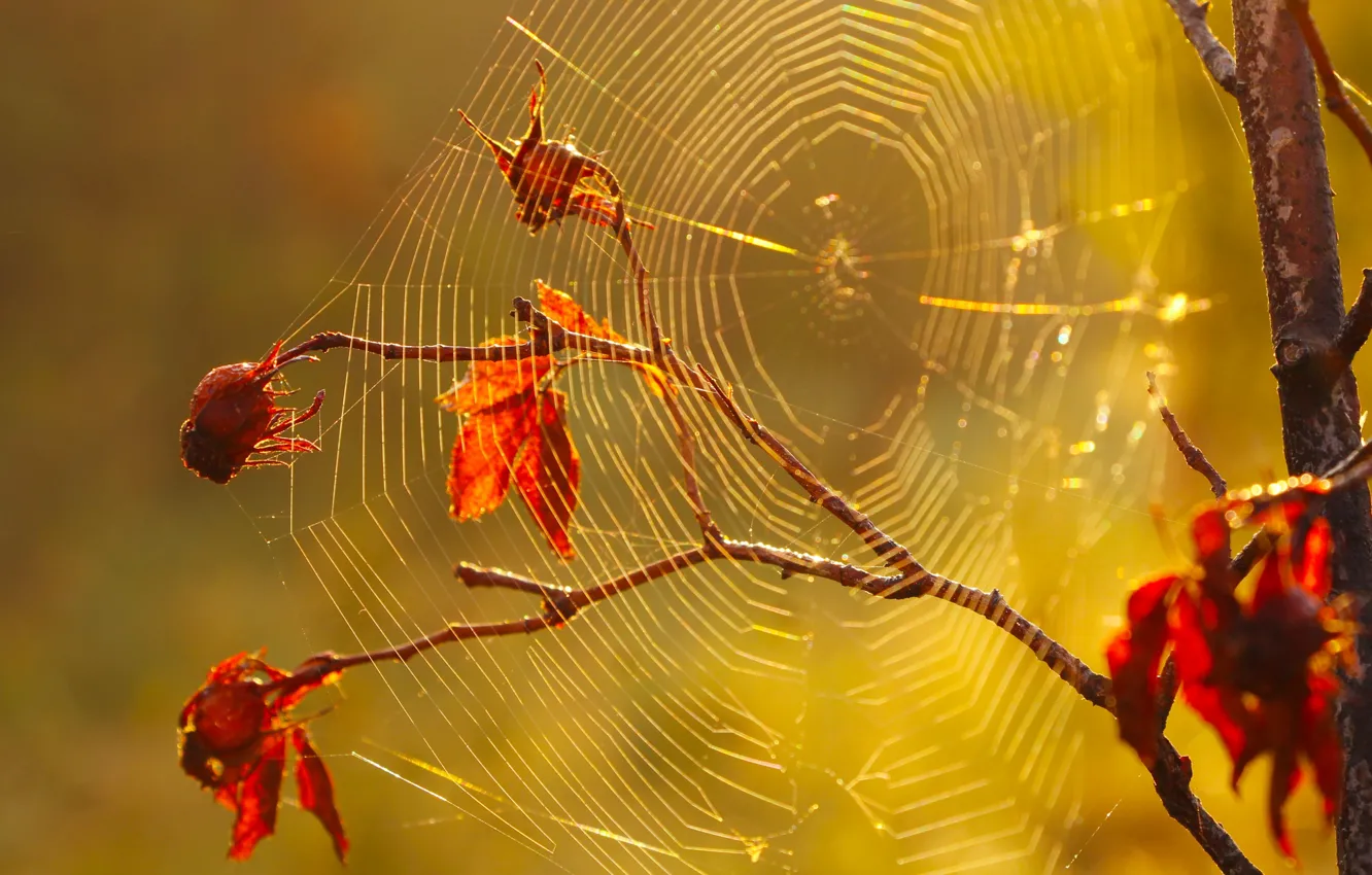 Фото обои autumn, morning, twig, spiders Web