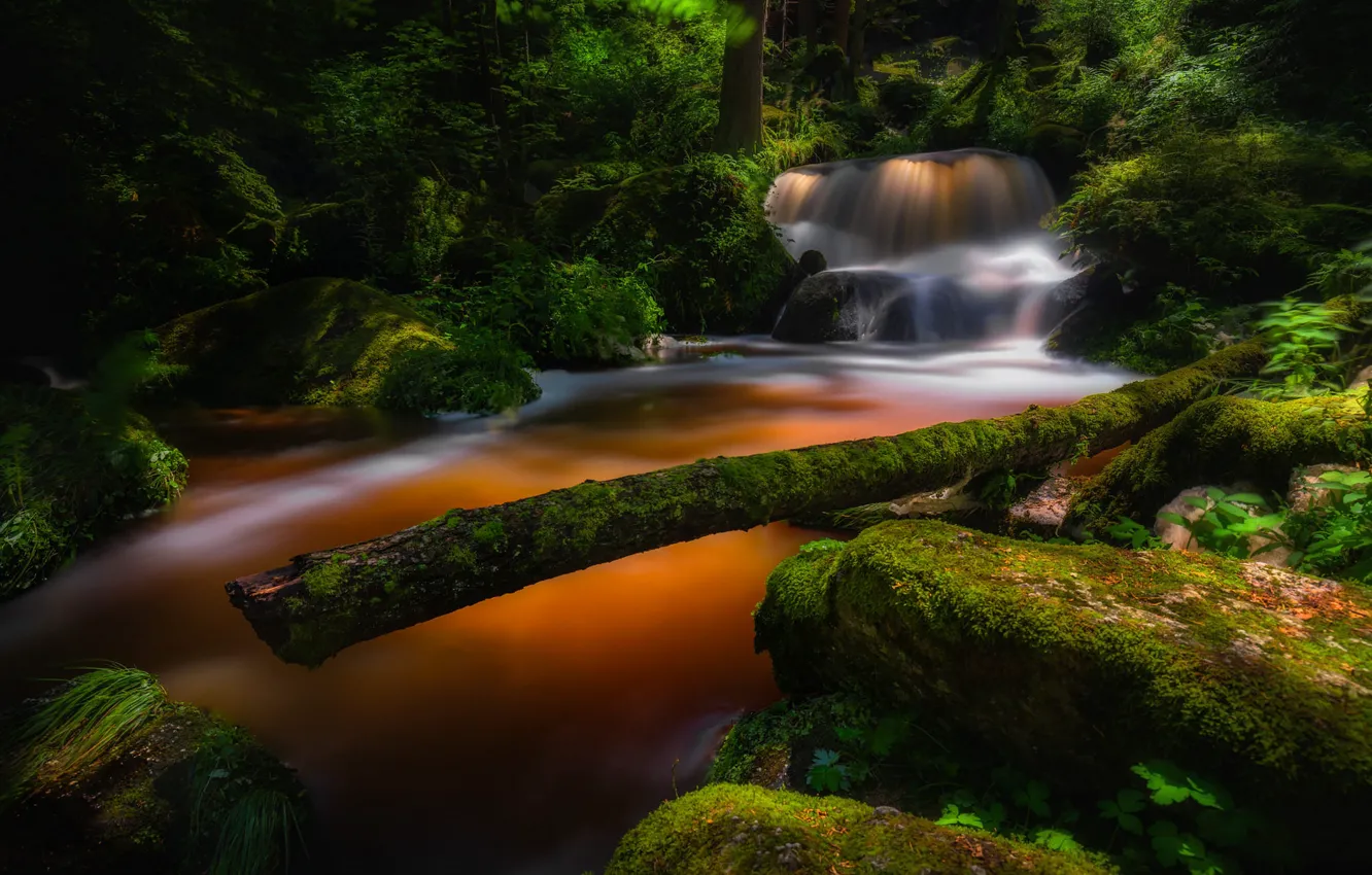 Фото обои лес, камни, водопад, бревно