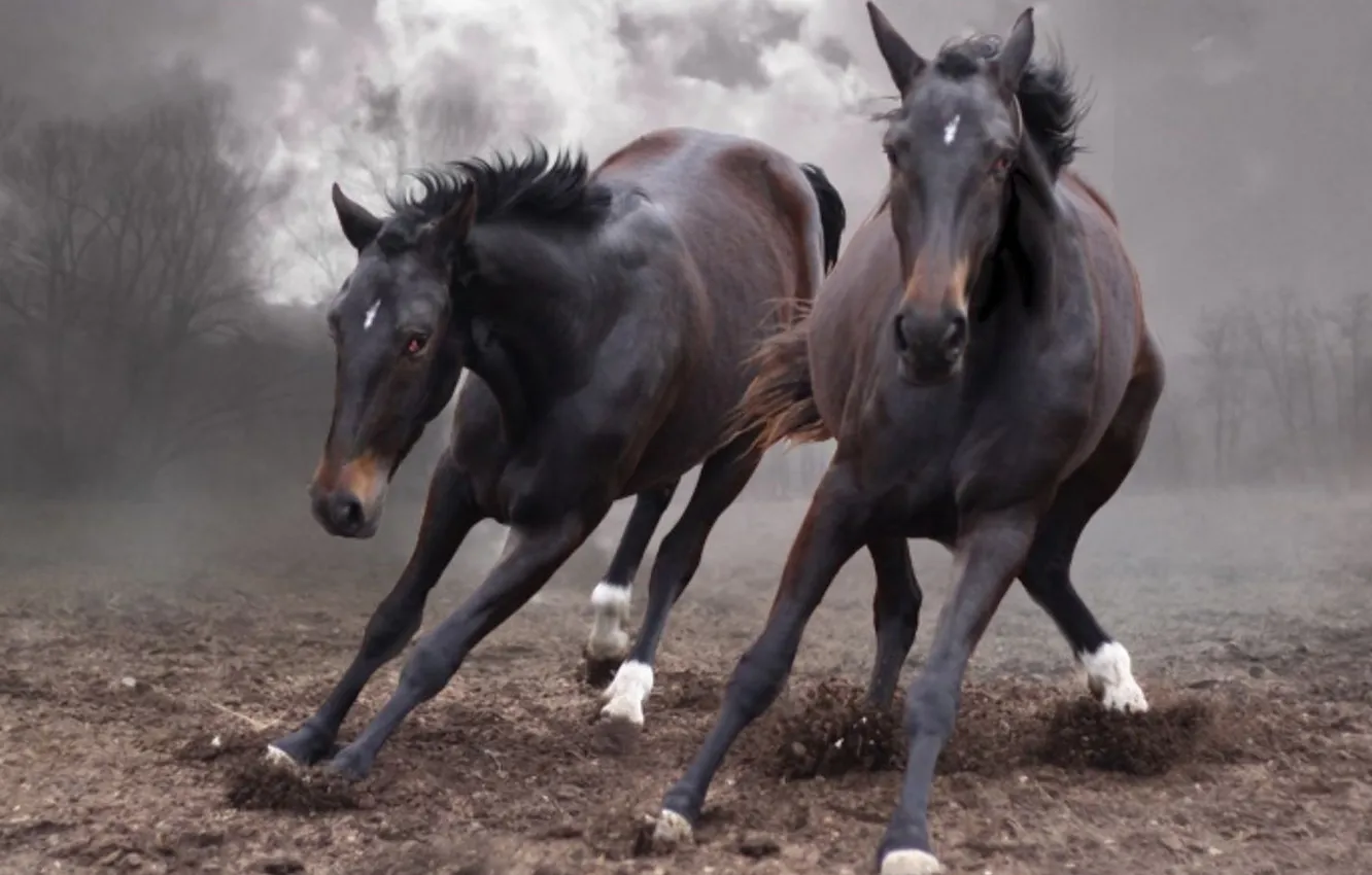 Песня wild horses. Лошадь в сумерках. Лошади дерутся. Спутанная лошадь фото. Лошади на свободе.