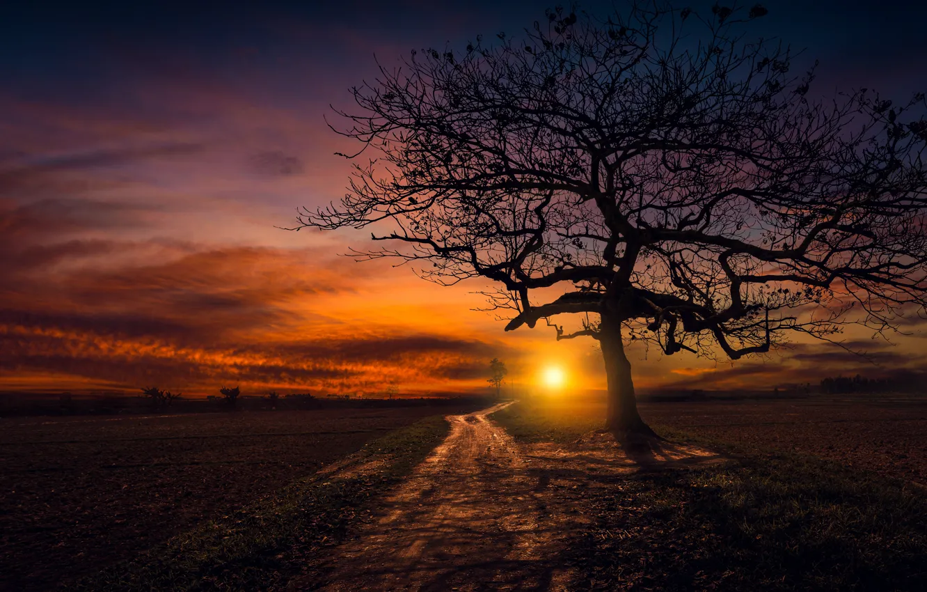 Фото обои дорога, закат, дерево