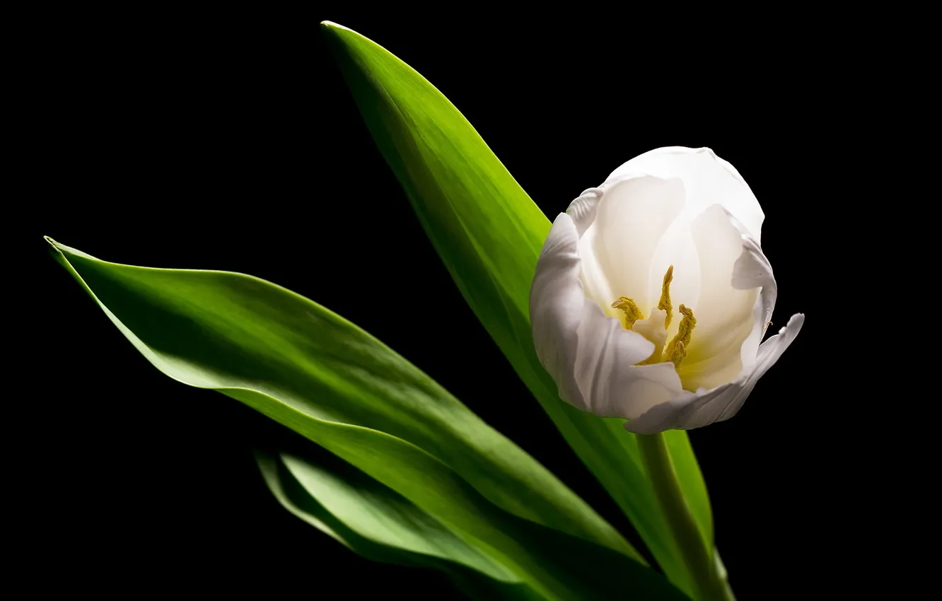 Фото обои white, tulip, Alone In The Dark