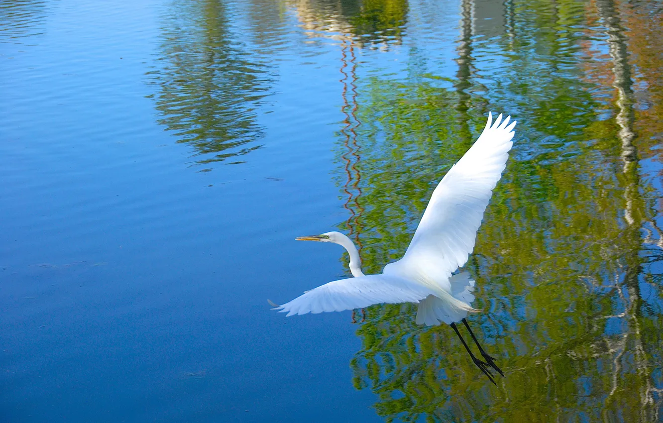Фото обои вода, птица, крылья, цапля