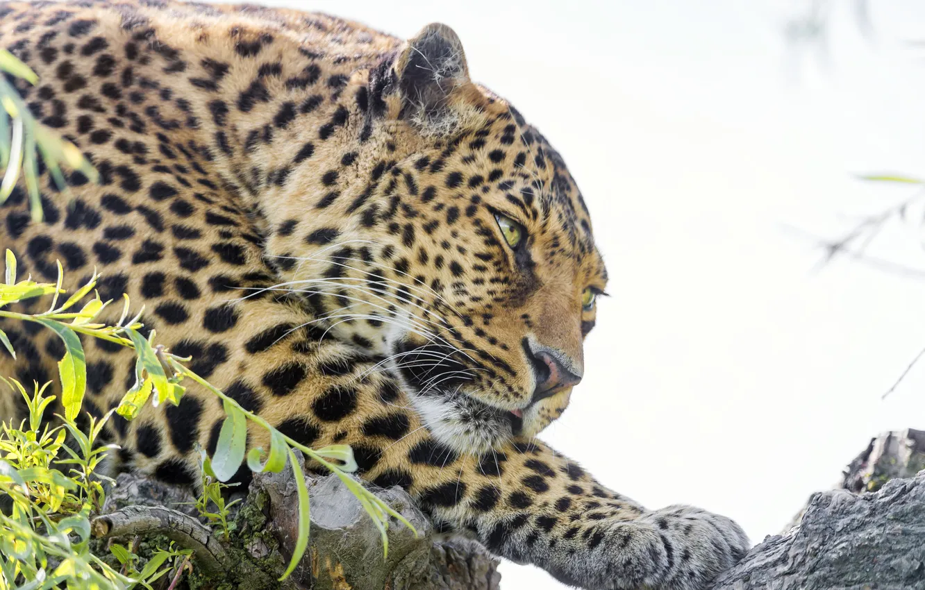Фото обои кошка, морда, леопард, ©Tambako The Jaguar
