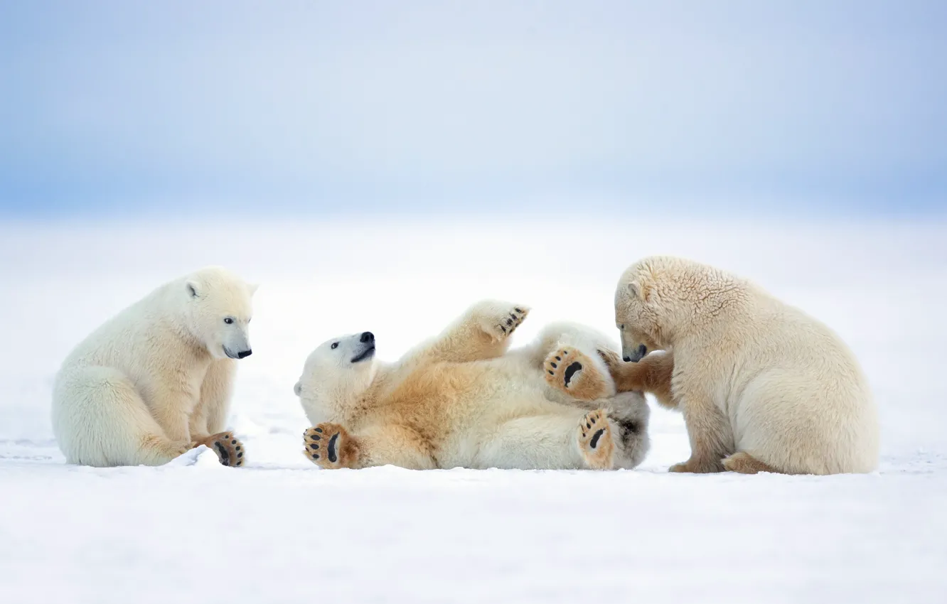 Фото обои зима, снег, природа, игра, белые медведи