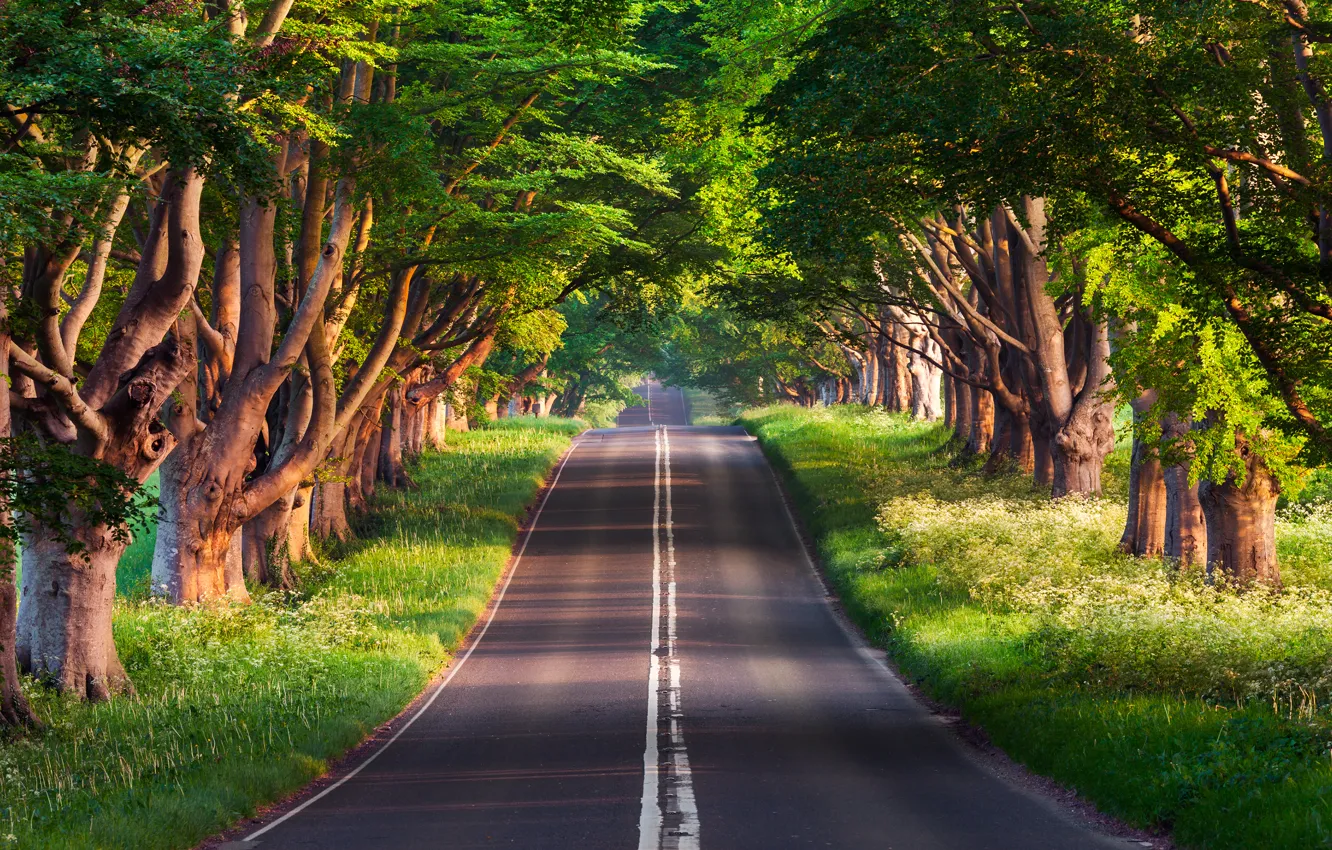 Фото обои дорога, лето, деревья, природа, Sven Müller