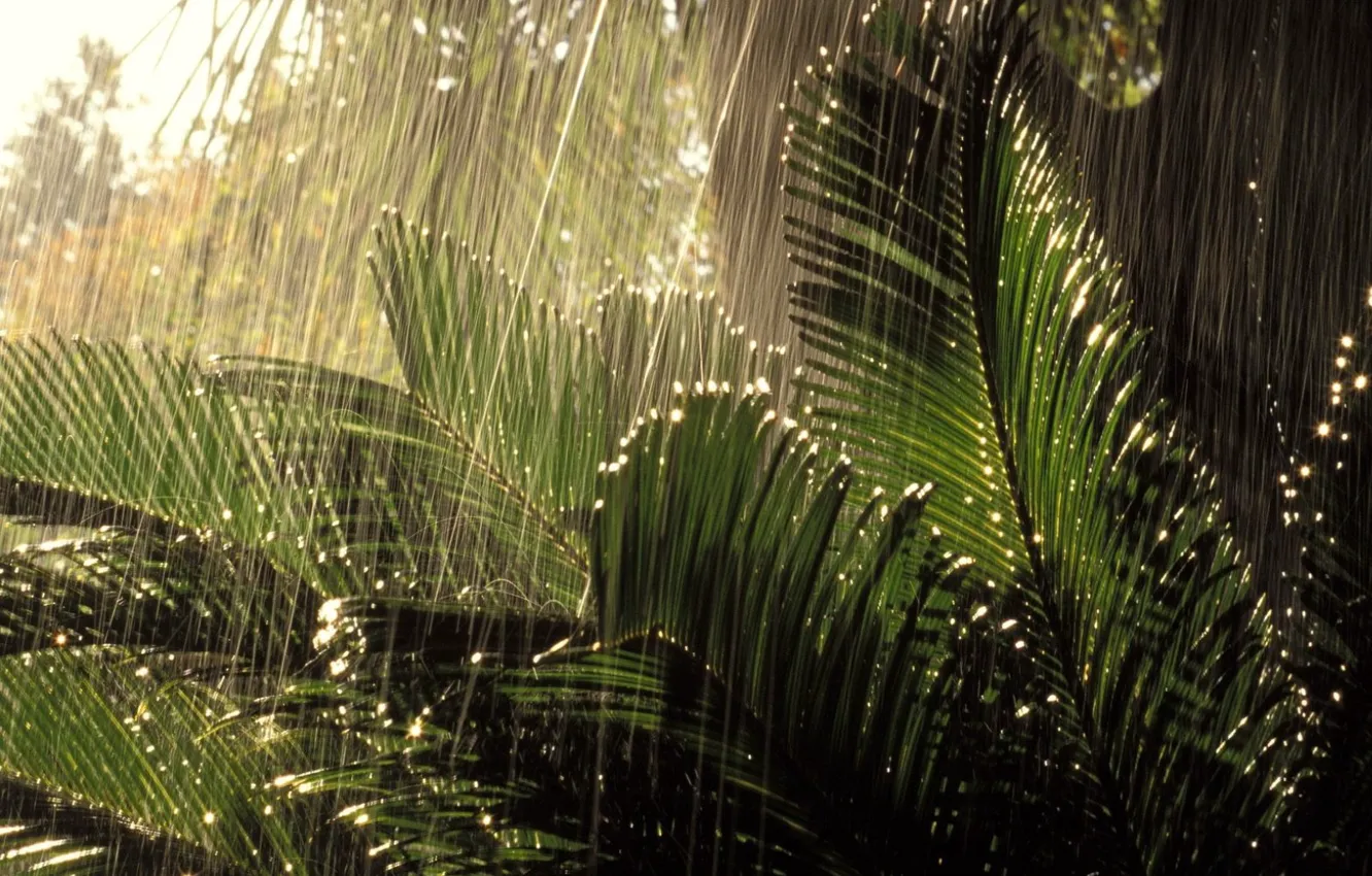 Фото обои rain, jungle, nature