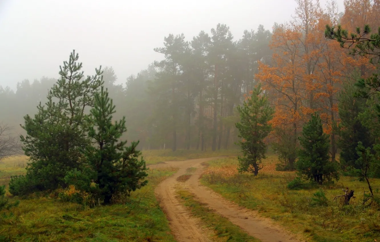 Фото обои дорога, лес, пейзаж, природа, туман