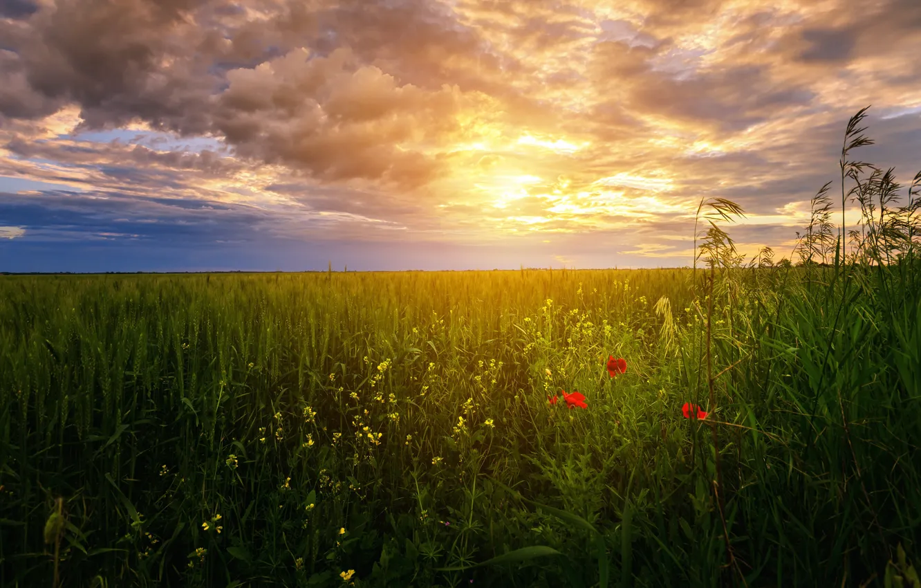 Фото обои зелень, поле, лето, небо, солнце, облака, свет, цветы