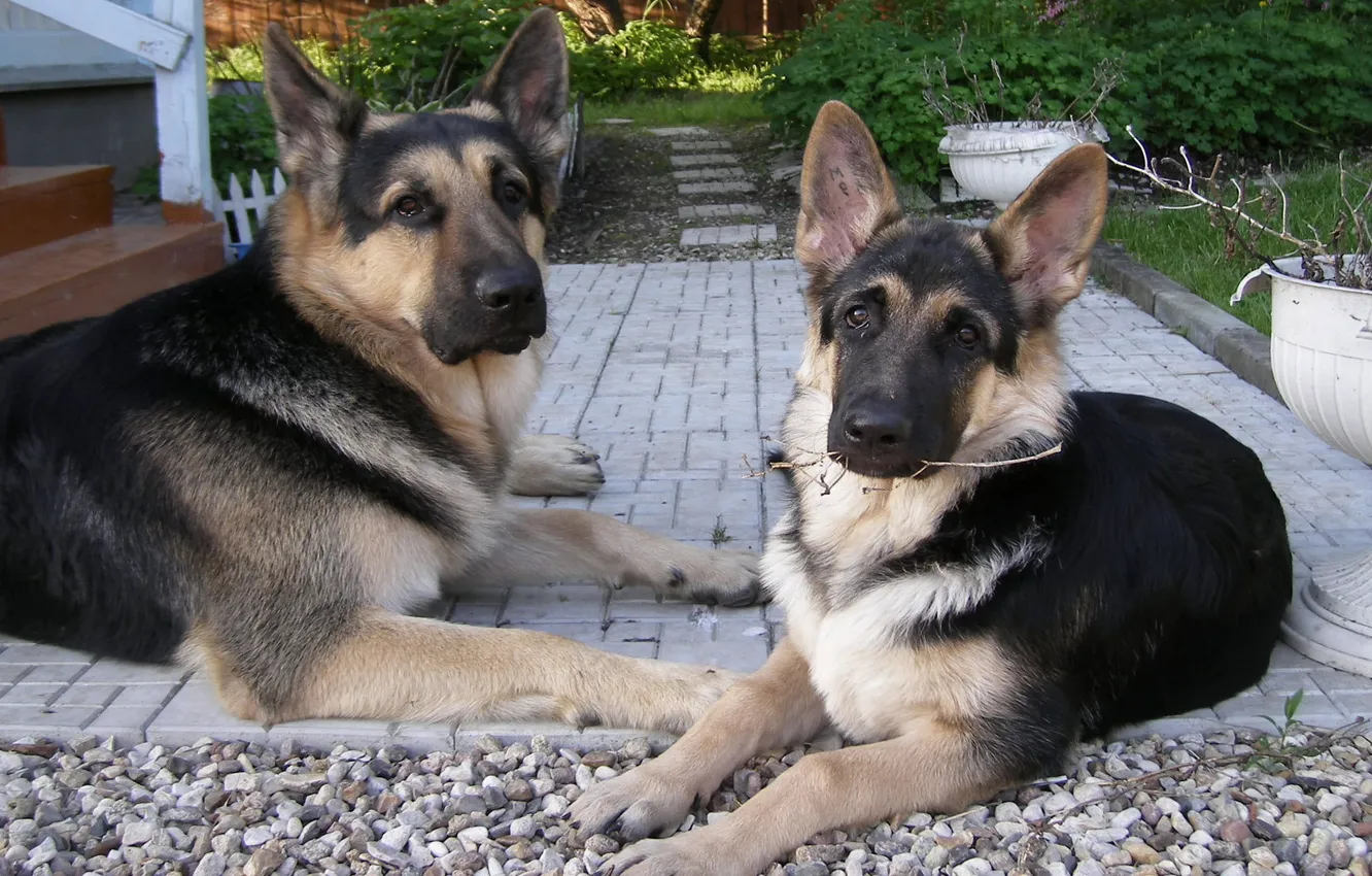 Фото обои ветка, серые, пара собак, Восточноевропейская овчарка