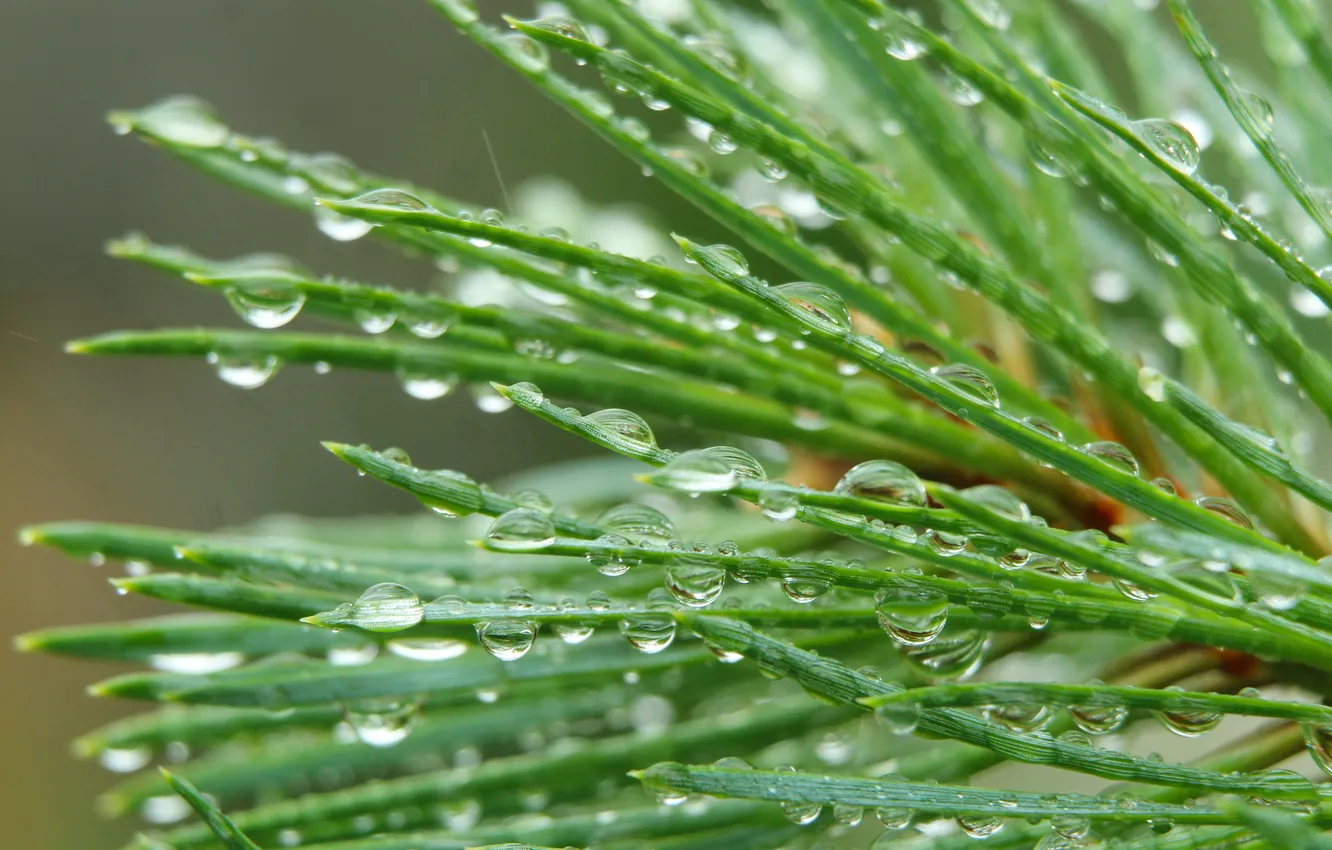 Фото обои water, drops, pine, twig