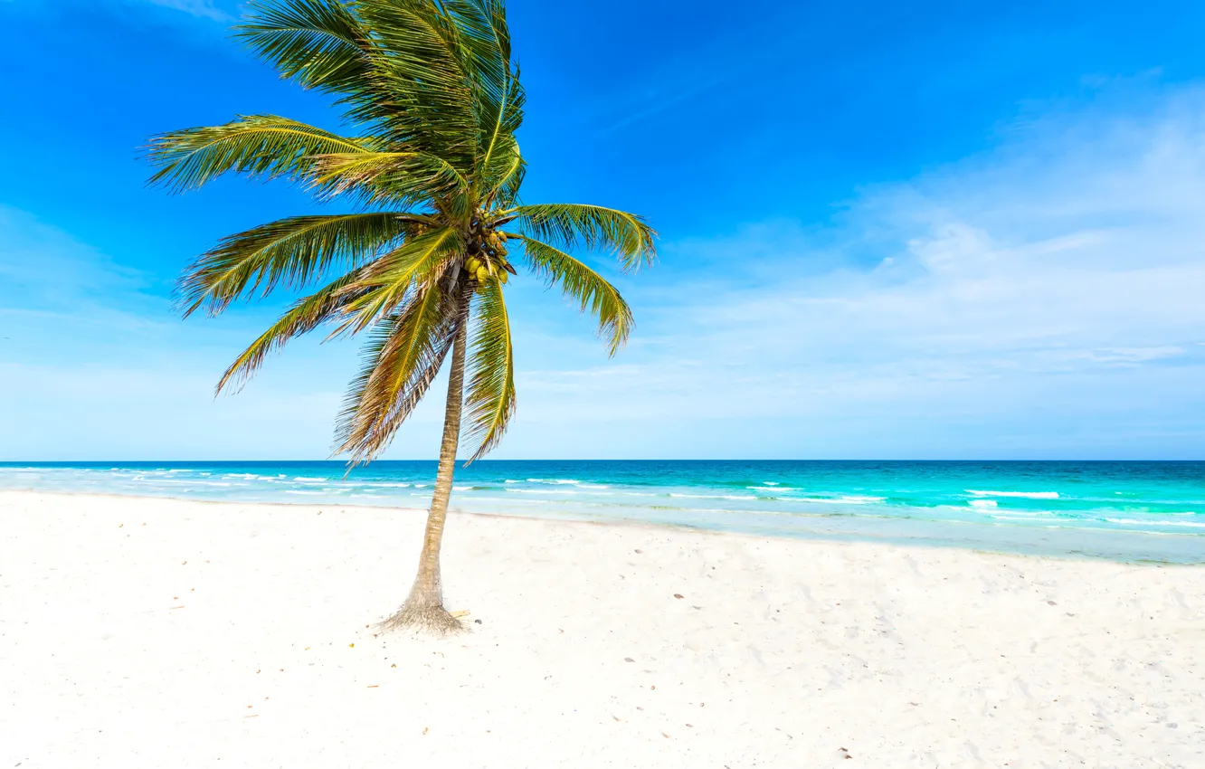 Фото обои песок, море, пляж, солнце, пальмы, берег, summer, beach