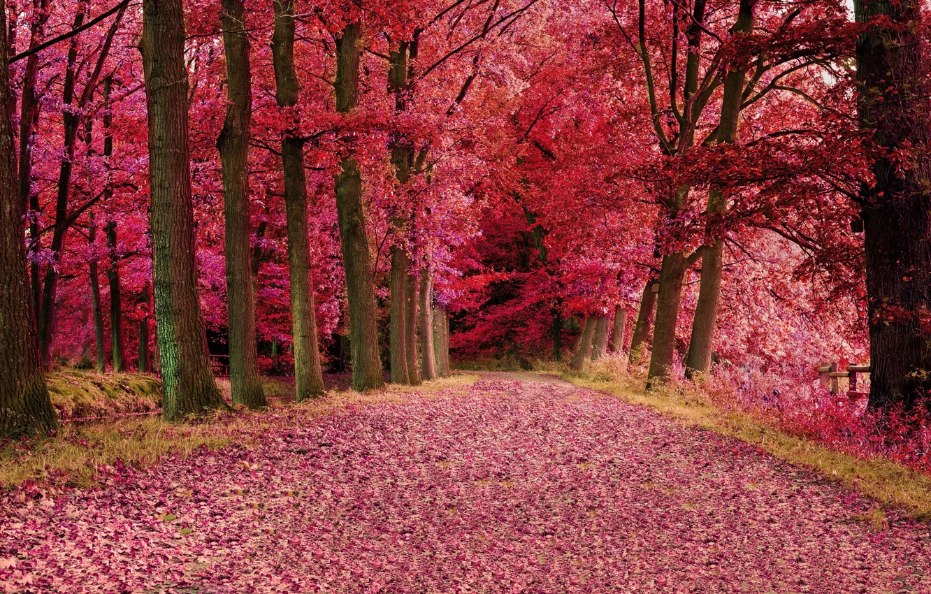 Фото обои forest, road, autumn, Trees