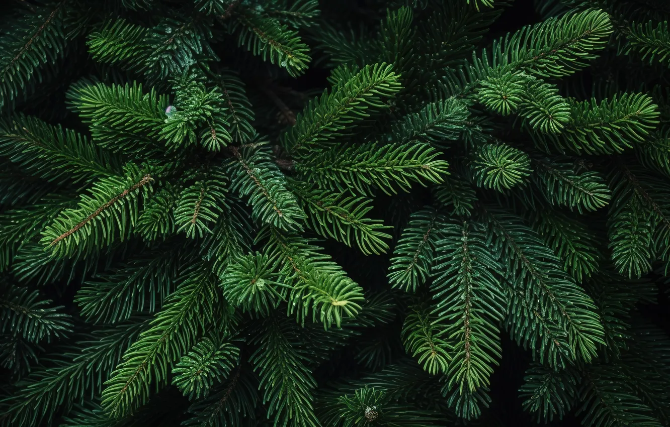 Фото обои зима, иней, фон, елка, texture, winter, background, fir tree