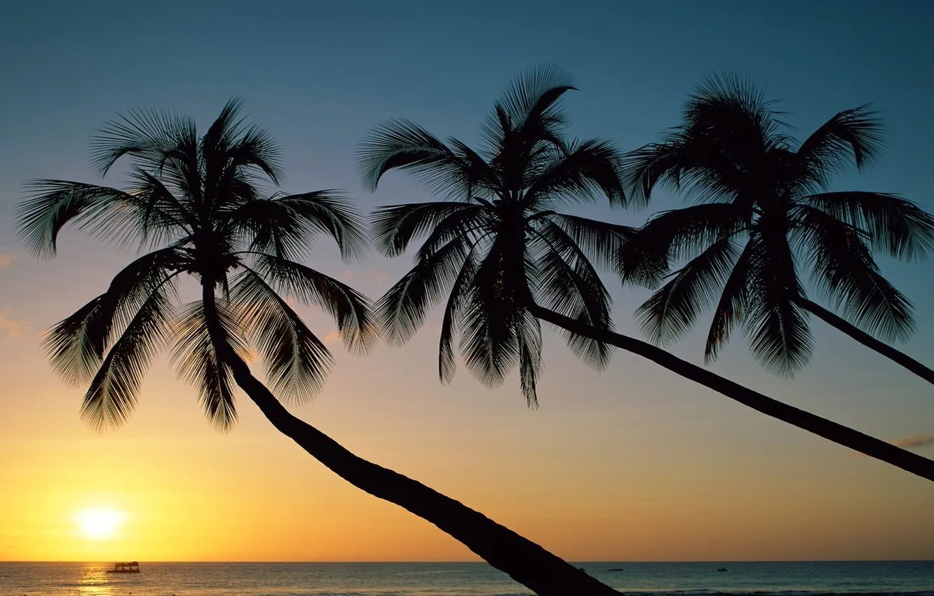 Фото обои море, небо, солнце, закат, природа, пальмы