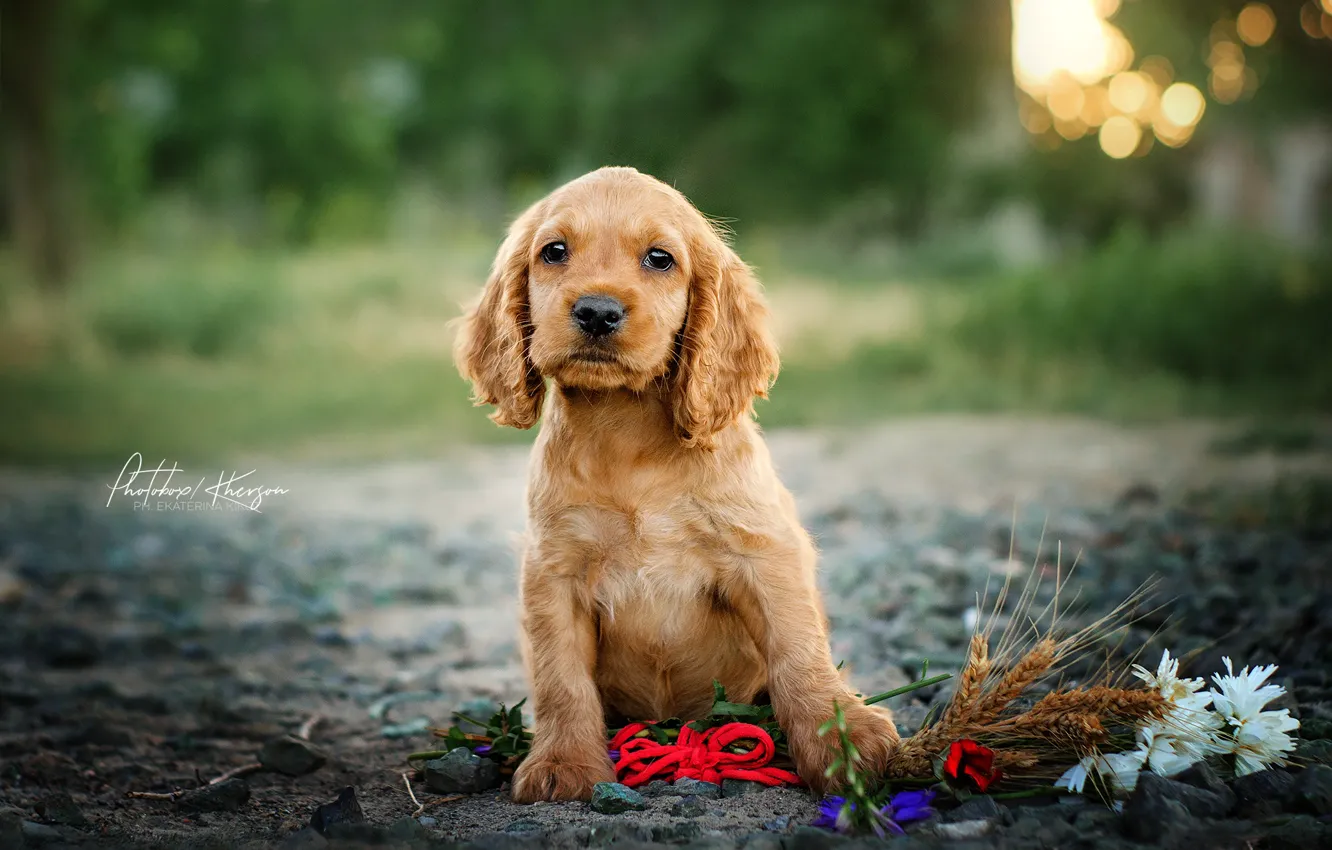 Фото обои взгляд, цветы, ромашки, щенок, колосья, боке, пёсик, Екатерина Кикоть