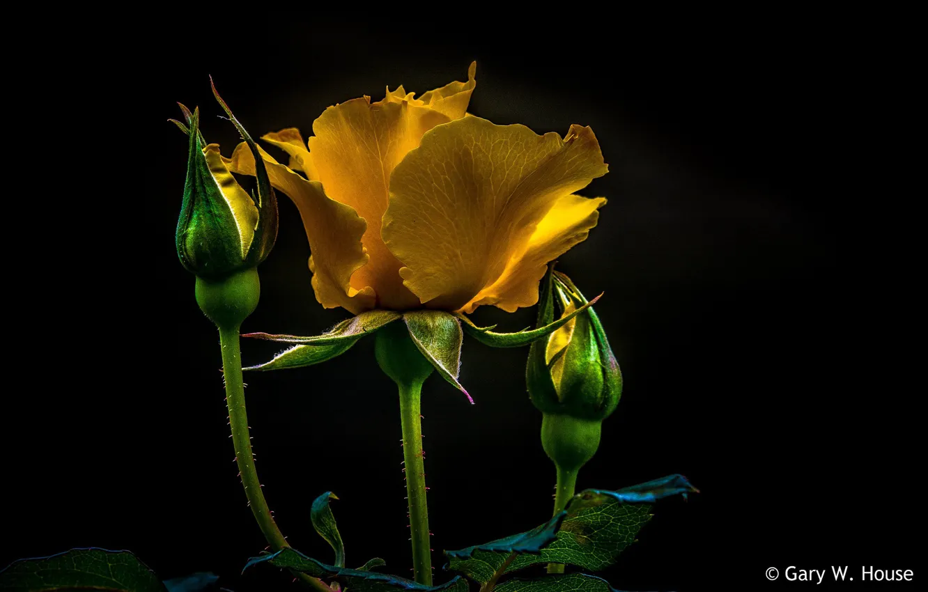 Фото обои макро, фон, роза, черный фон, бутоны, желтая роза