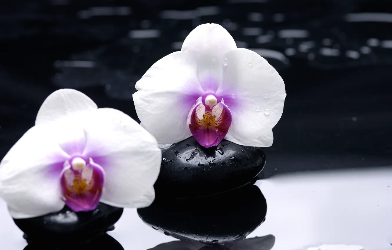 Фото обои цветы, отражение, камни, белые, орхидеи, черные, гладкие