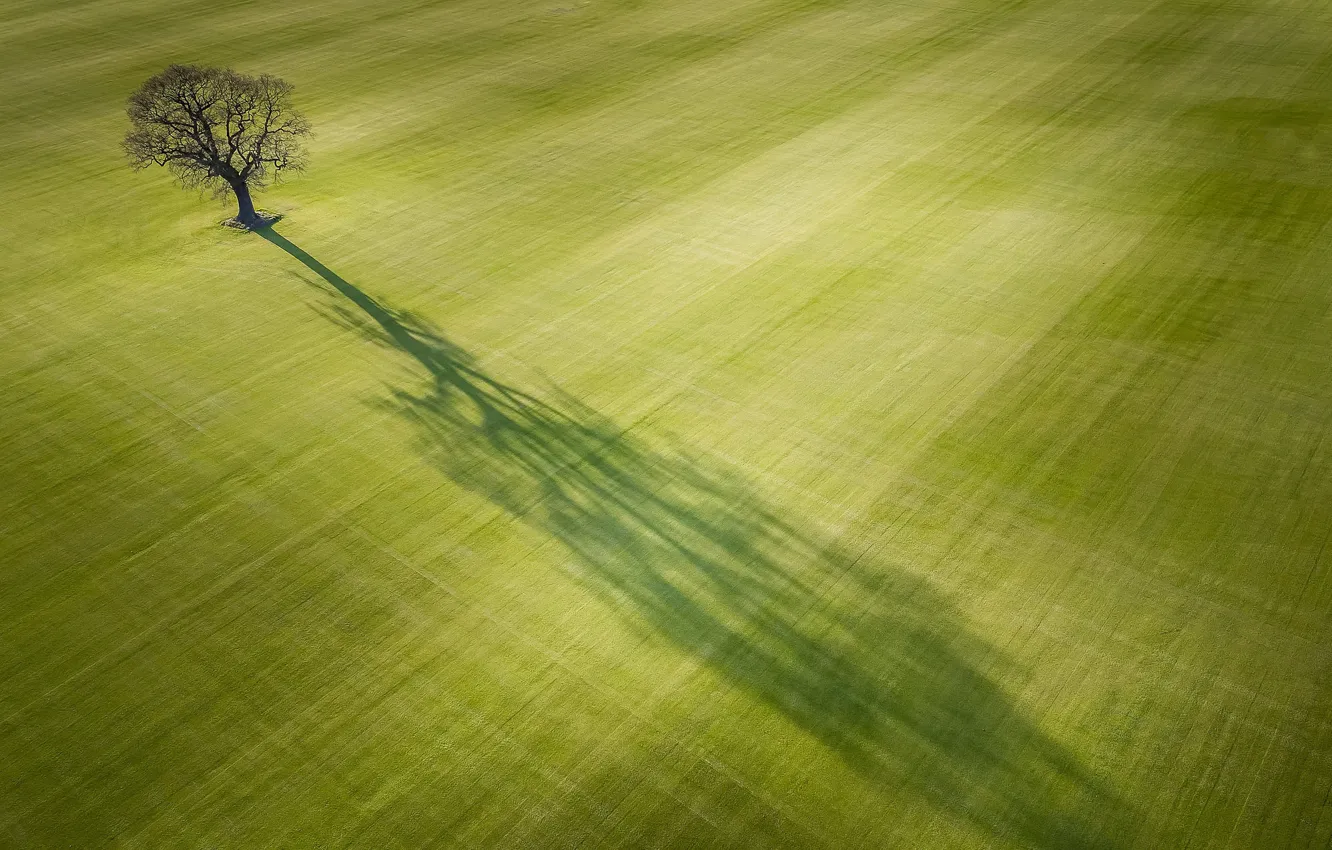 Фото обои поле, свет, дерево, тень
