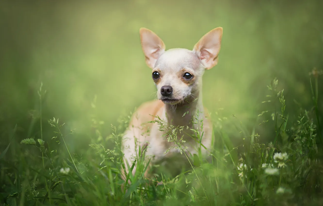 Фото обои трава, взгляд, природа, портрет, собака, белая, собачка, зеленый фон