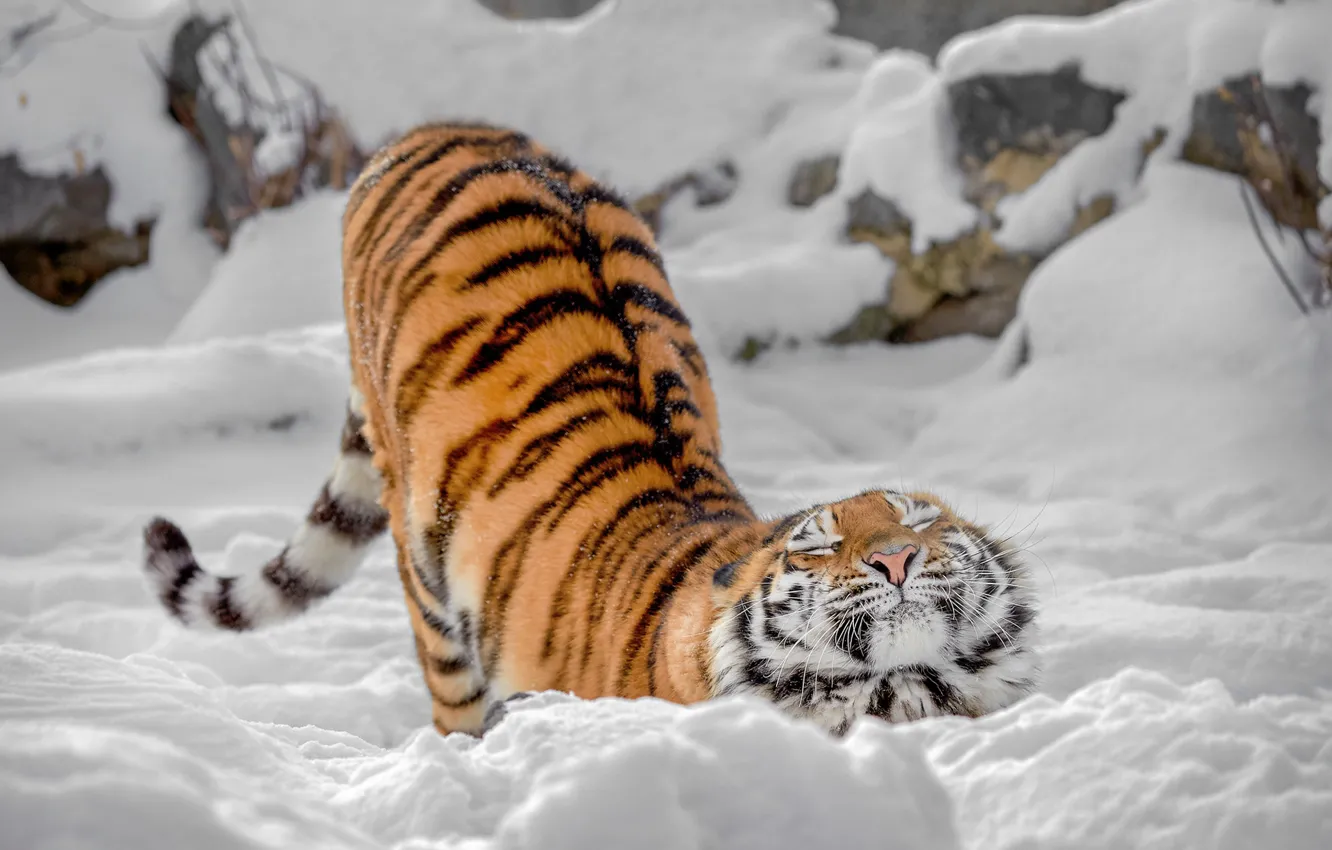 Фото обои зима, снег, дикая кошка, тигрица, потягушки