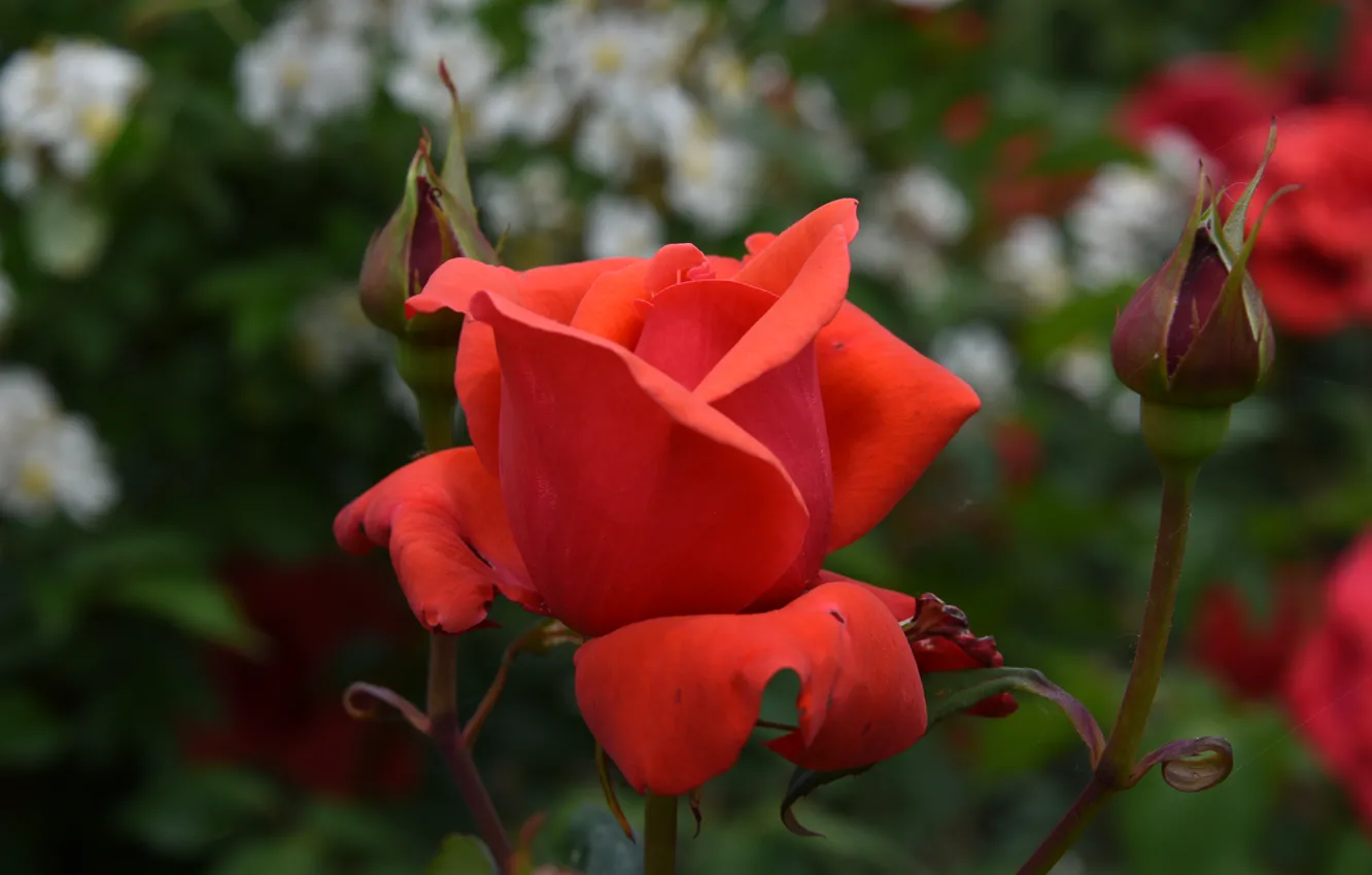Фото обои цветок, макро, роза, бутон, красная, боке