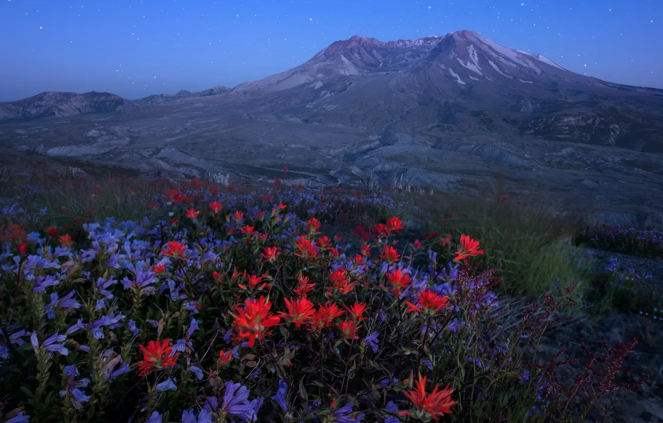 Фото обои пейзаж, цветы, горы